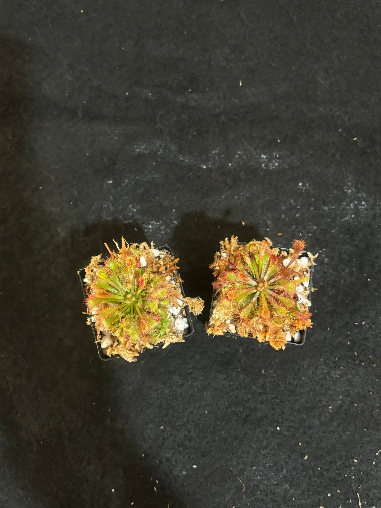 Drosera spatulata x ultramafica