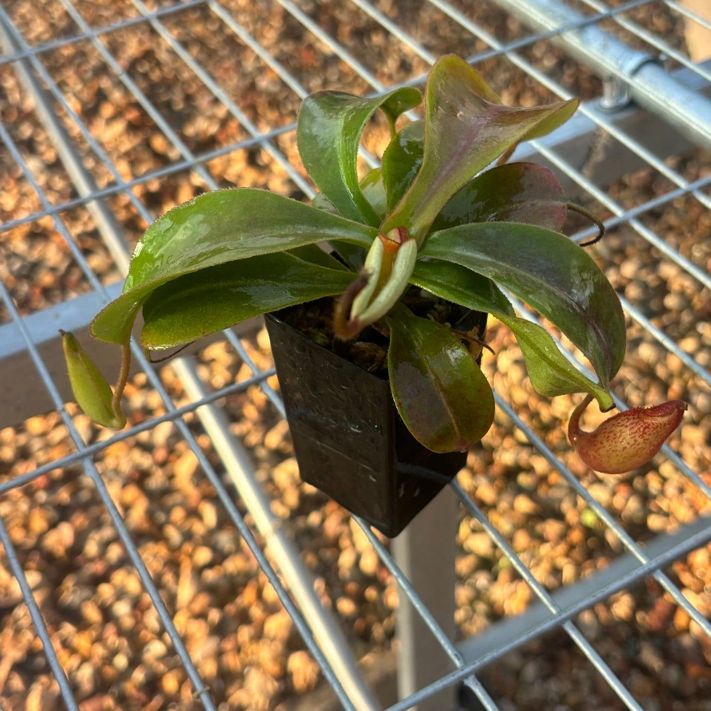 Nepenthes (veitchii x lowii) x spectabilis BE-3400