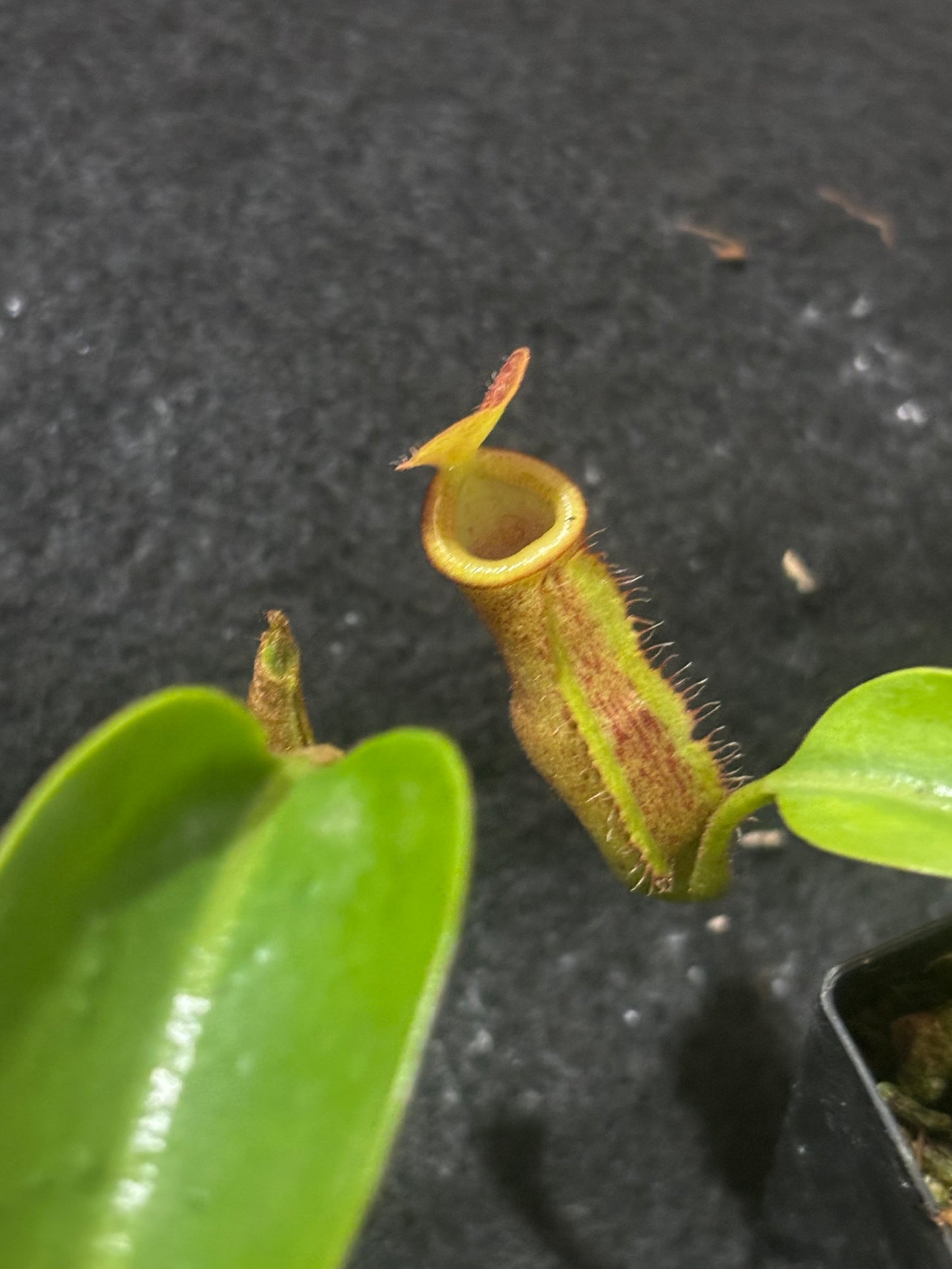 Nepenthes trusmadiensis x robcantleyi BE-4545