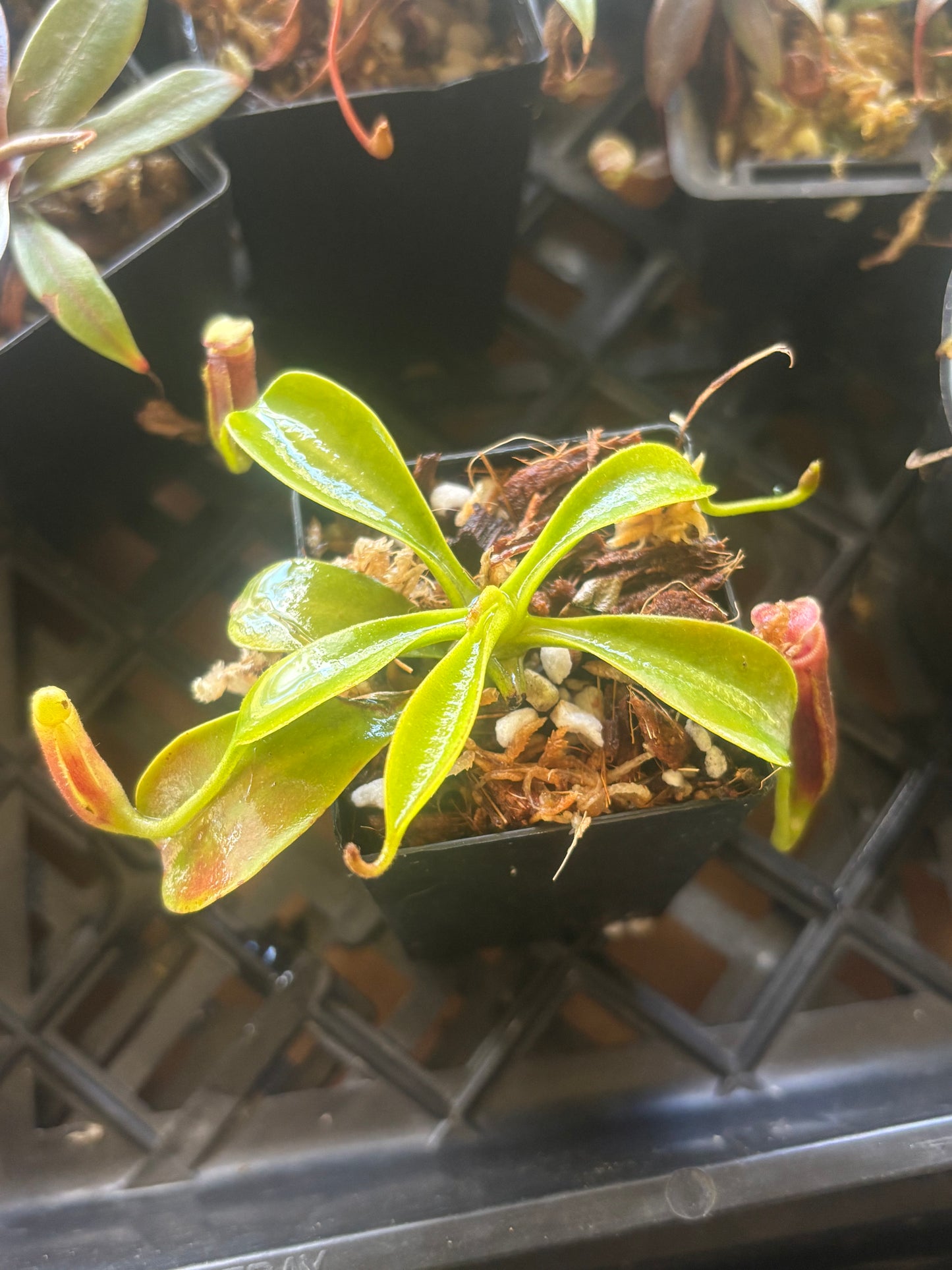 Nepenthes lowii BE-3100