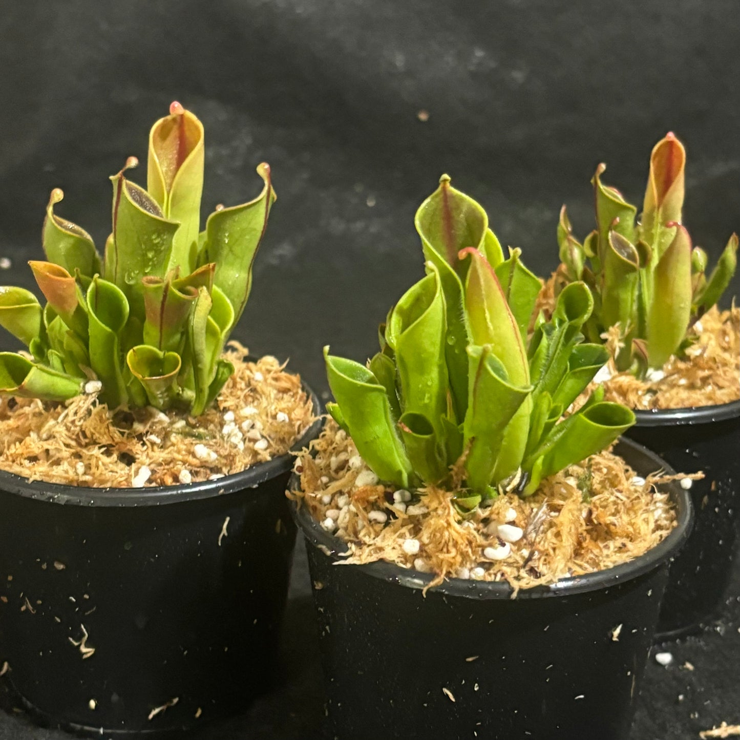 Heliamphora minor