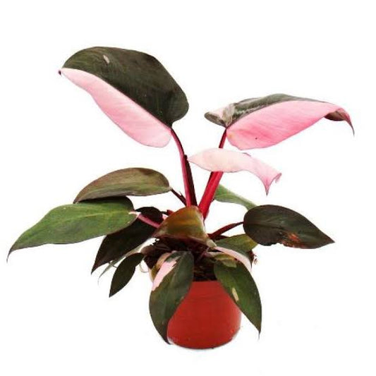 Philodendron pink princess