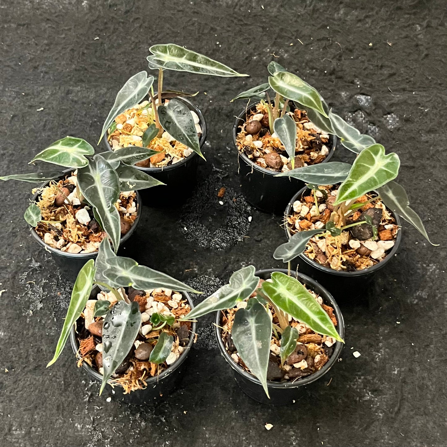 Alocasia x amazonica Bambino