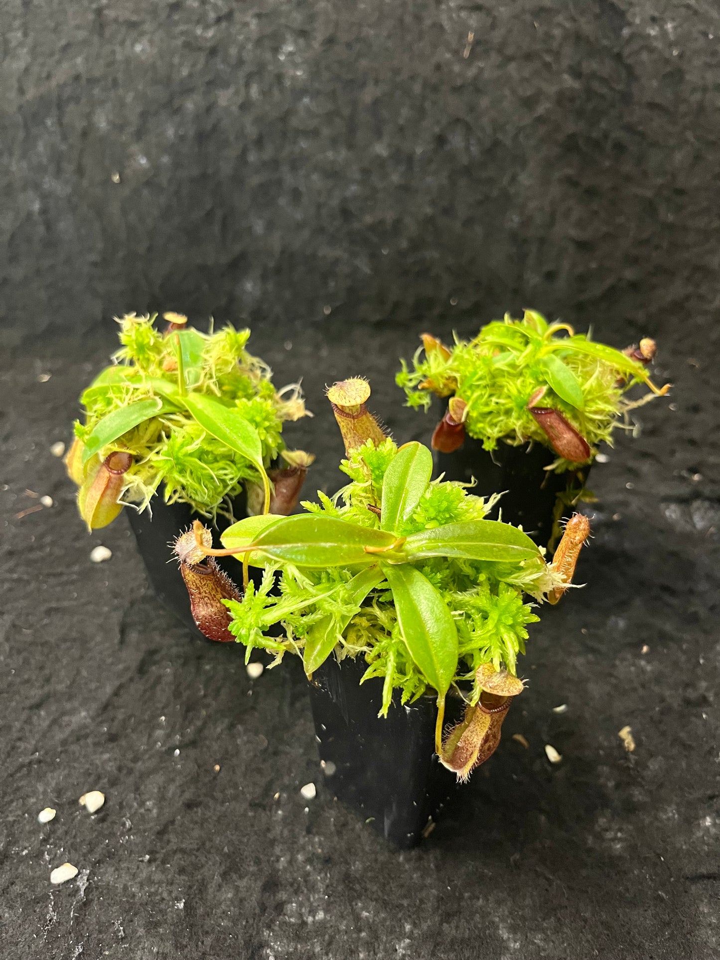 Nepenthes hamata x (lowii x tentaculata) BE-4526