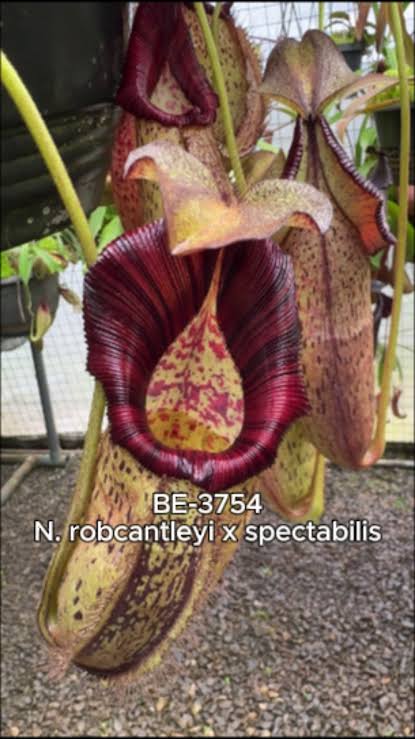 Nepenthes robcantleyi x spectabilis BE-3754