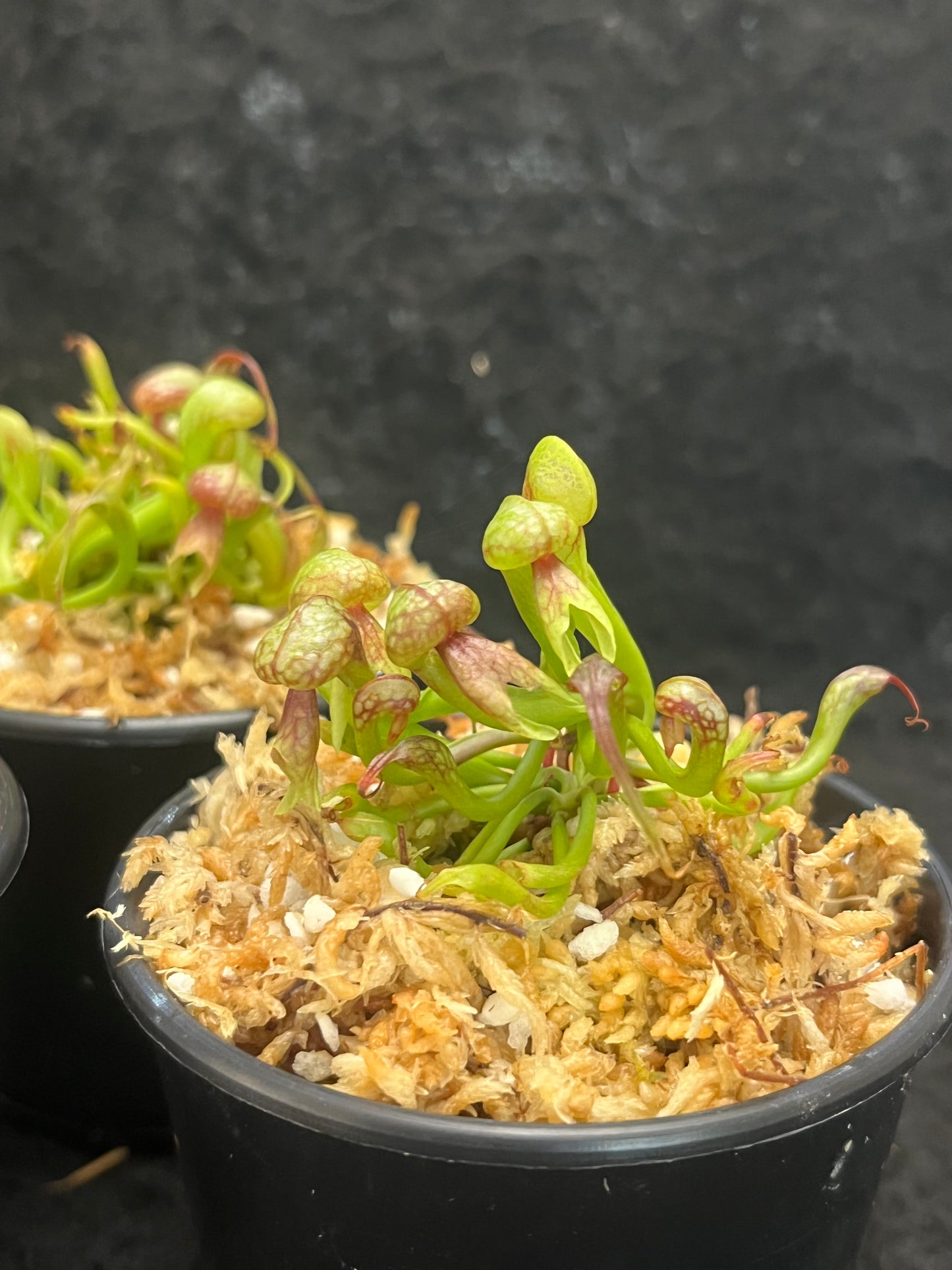 Darlingtonia californica (Cobra Lily)