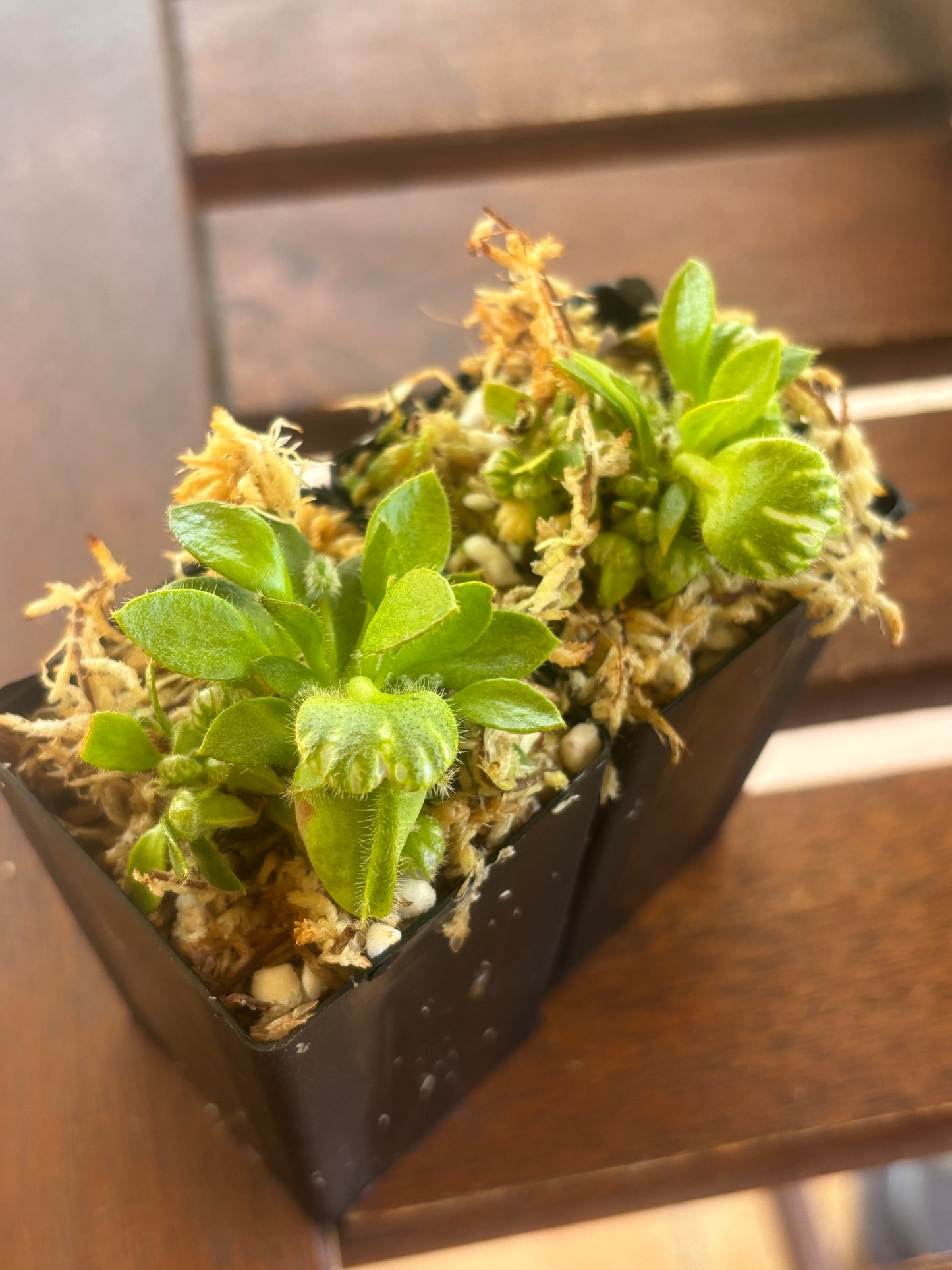 cephalotus follicularis