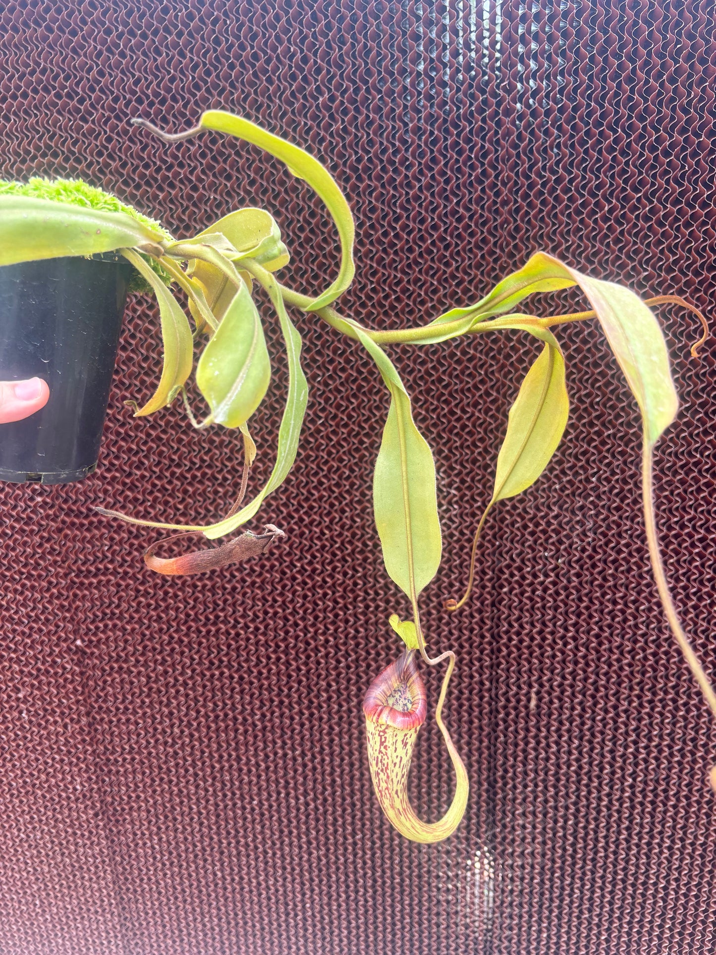 Nepenthes platychila BE-4065
