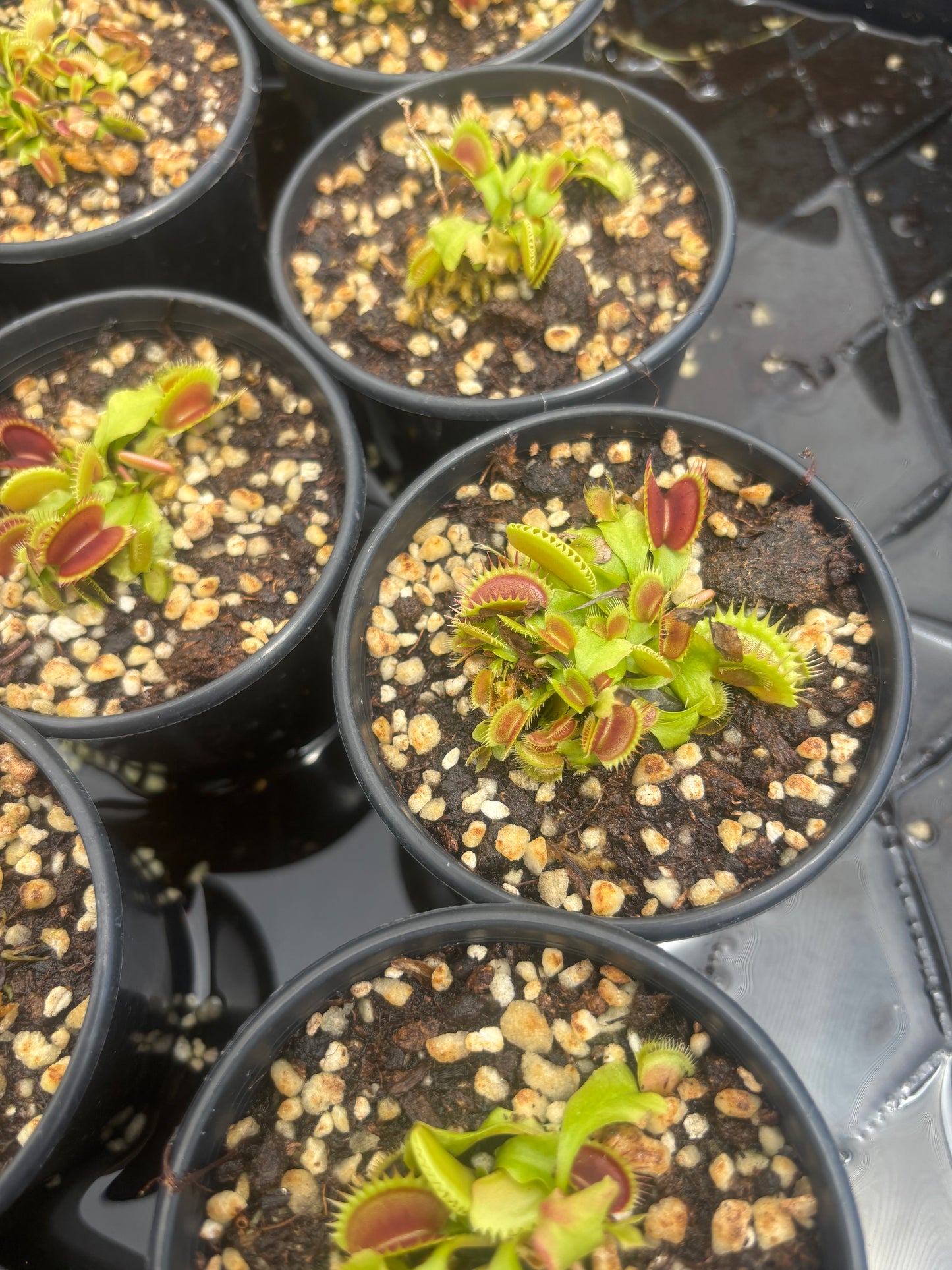 Dionaea muscipula Coq Couchè
