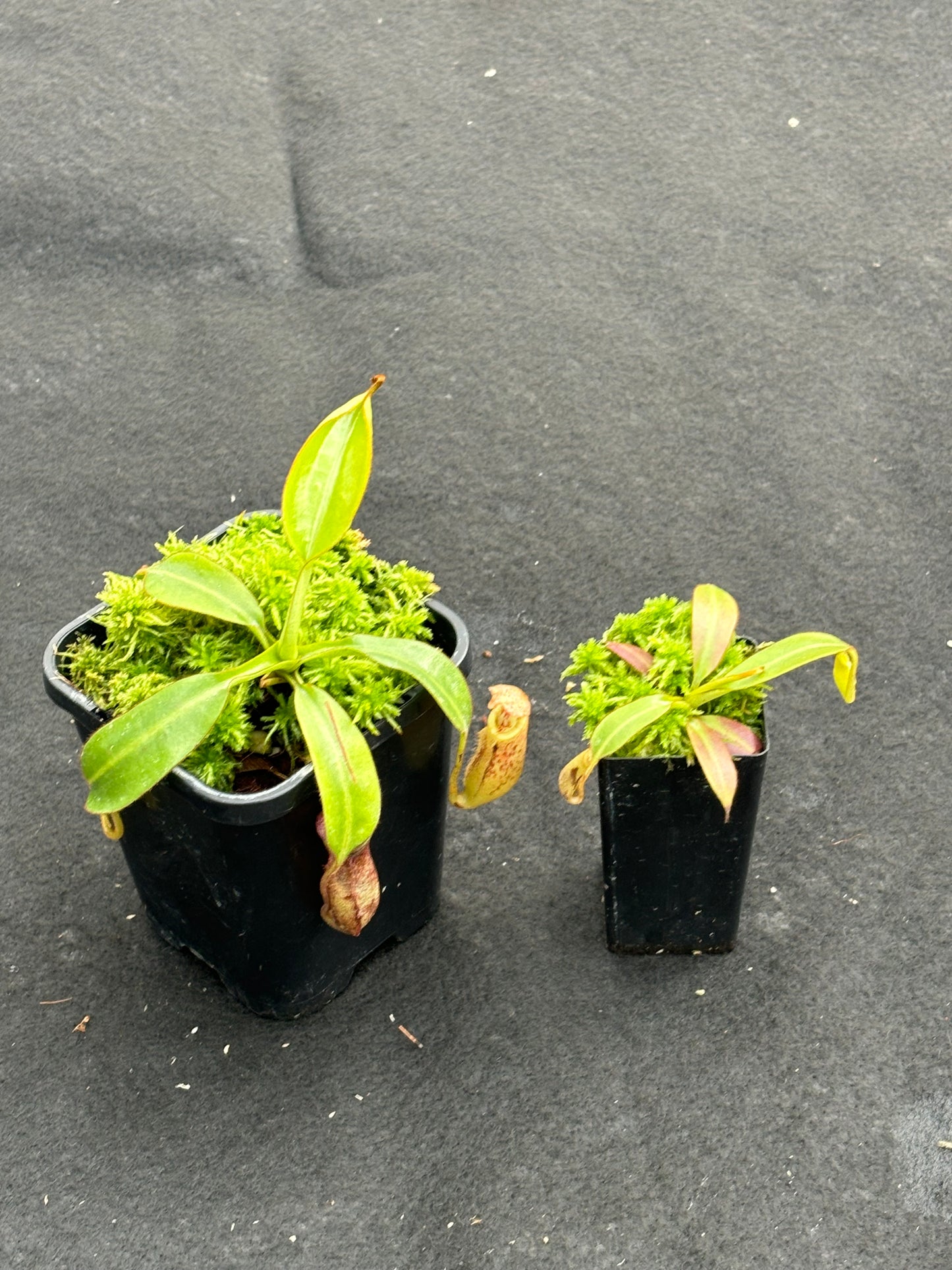 Nepenthes burbidgeae Pig Hill BE-3873