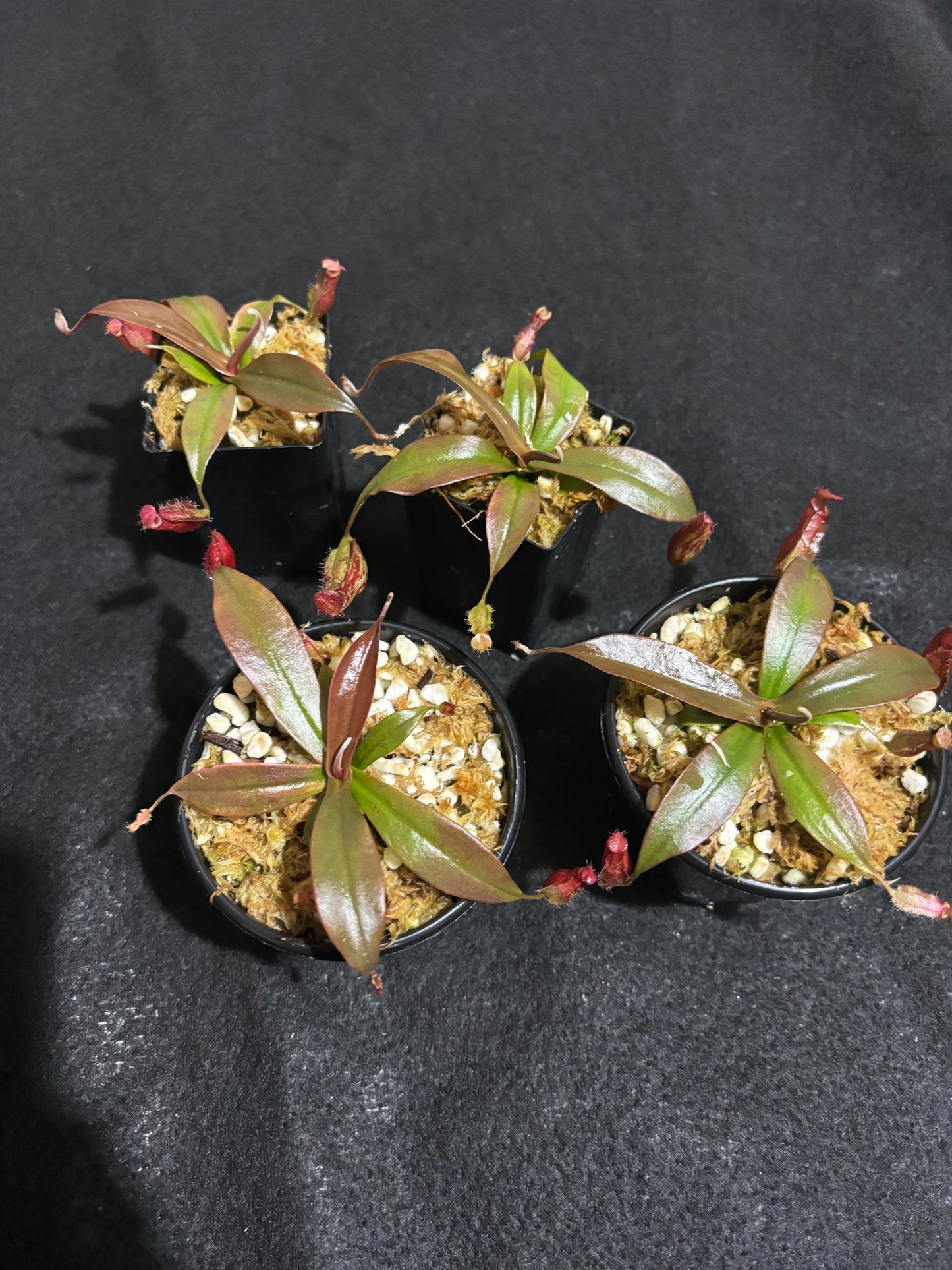 Nepenthes ampullaria x sibuyanensis 'Dark Secret'