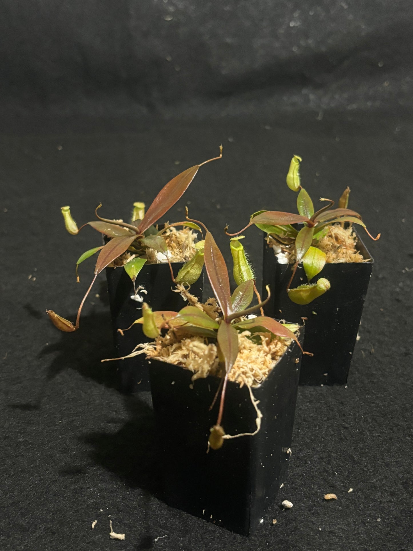 Nepenthes bellii