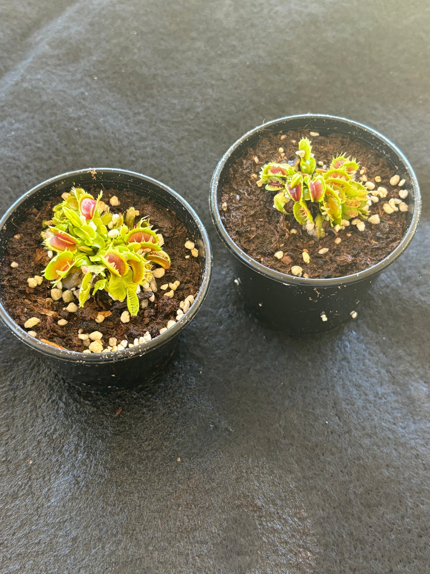 Dionaea fused teeth