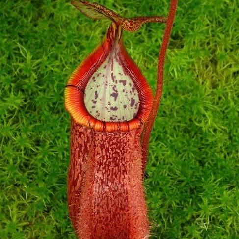 Nepenthes hamata x burbidgeae BE-4567