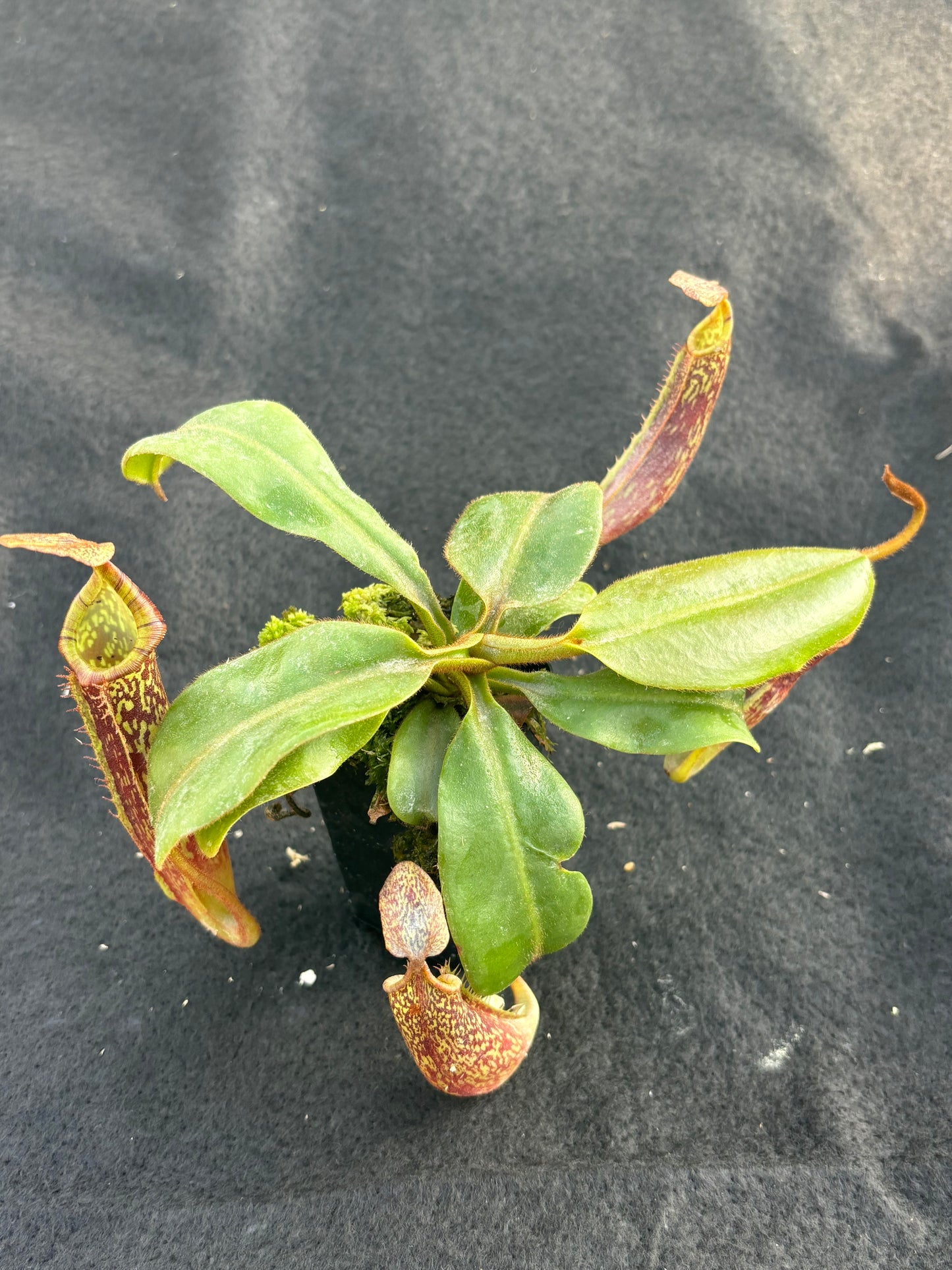 Nepenthes veitchii x platychila