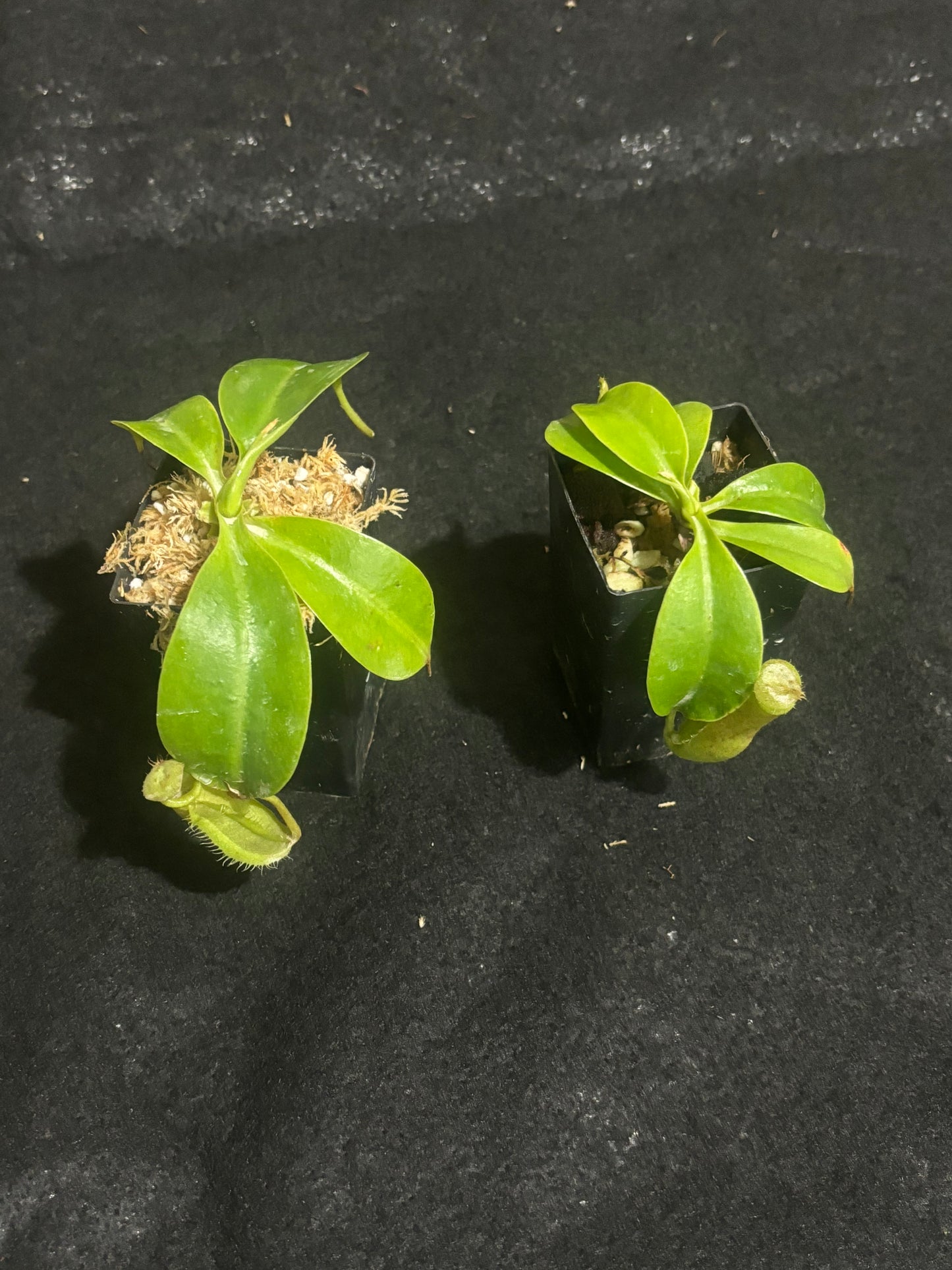 Nepenthes robcantleyi x merrlliana BE-4628