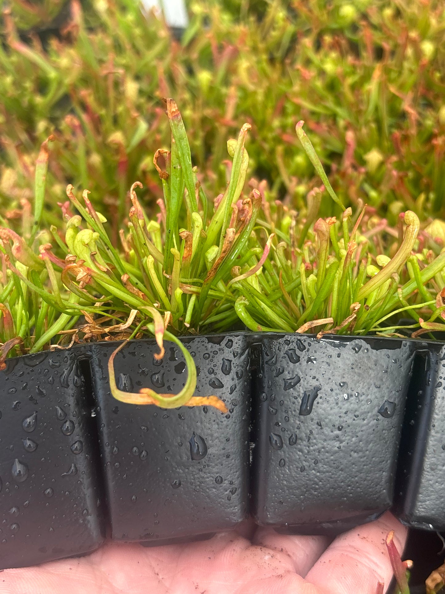 Sarracenia x Wrigleyana