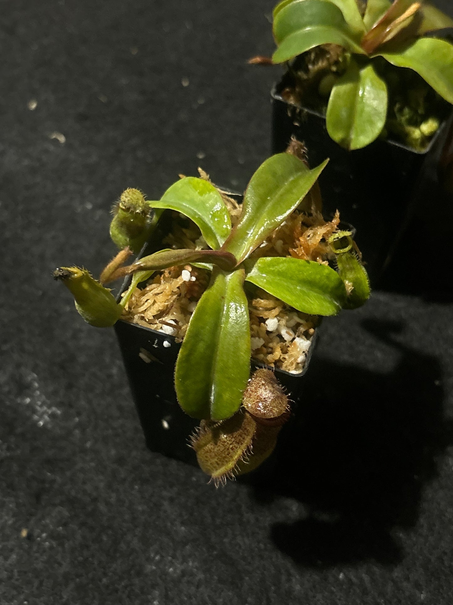 Nepenthes hamata x truncata
