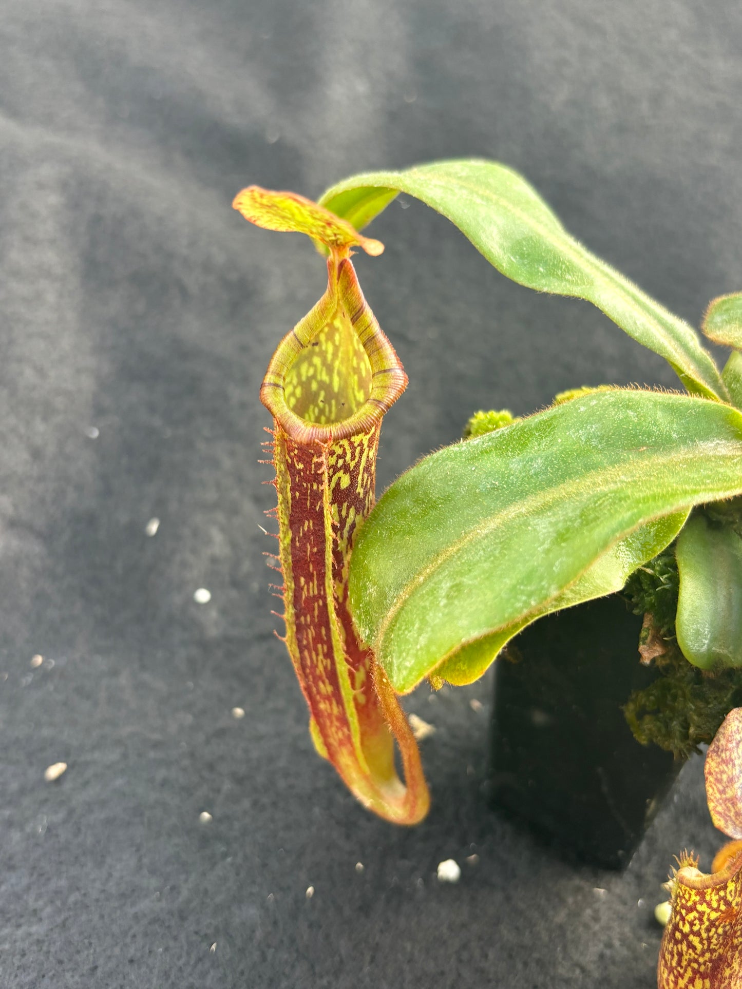 Nepenthes veitchii x platychila