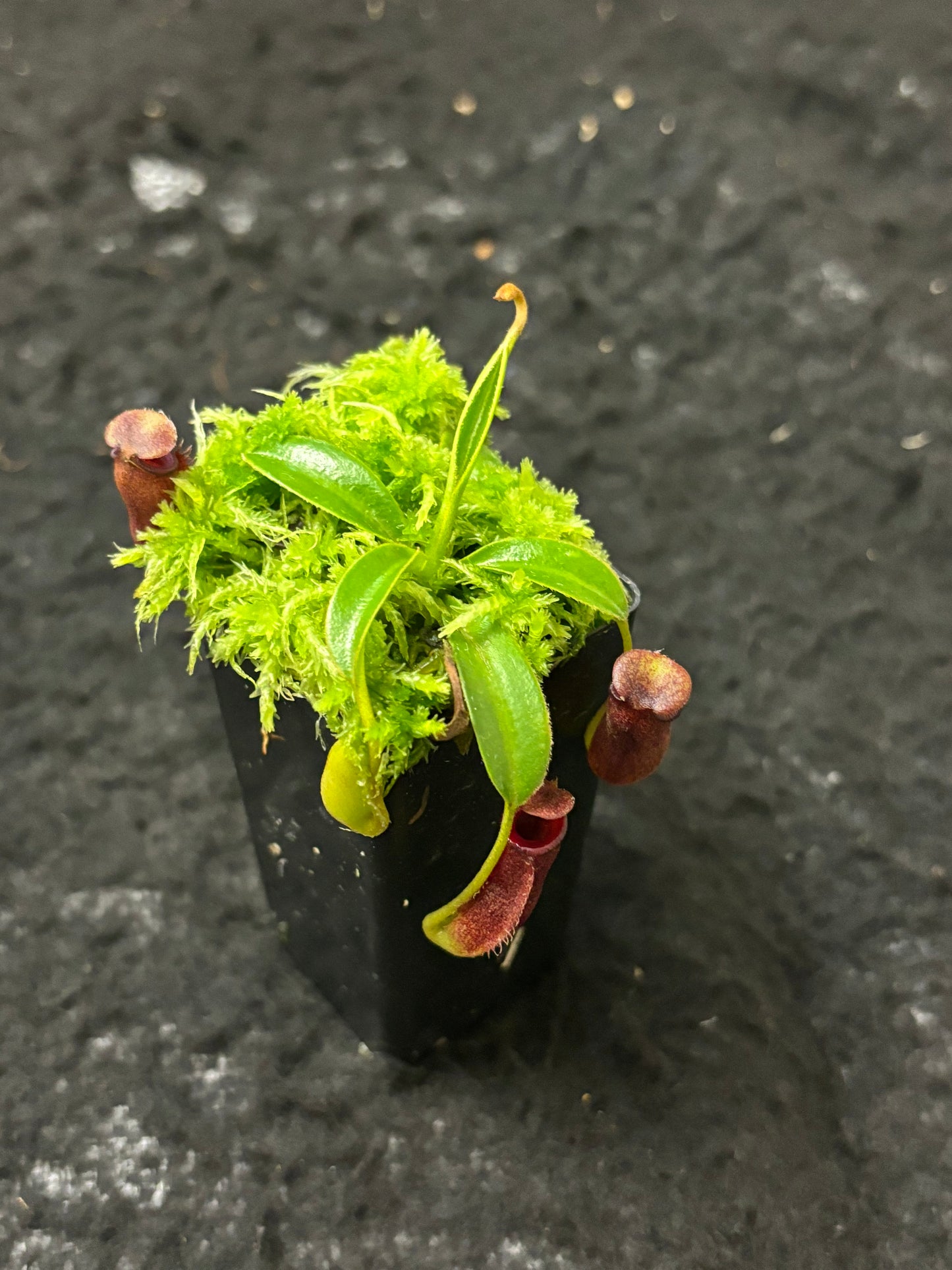 Nepenthes (lowii x macrophylla) x aristolochioides BE-4503