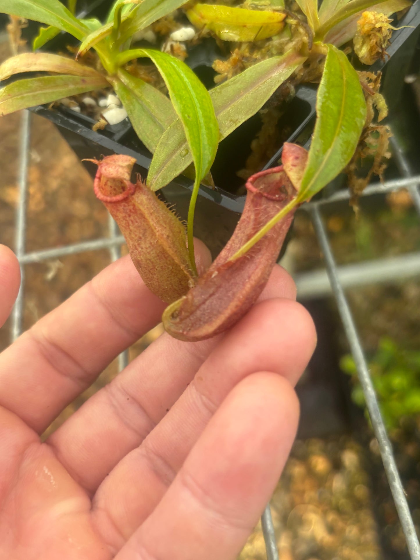 Nepenthes densiflora x rafflesiana BE-3719