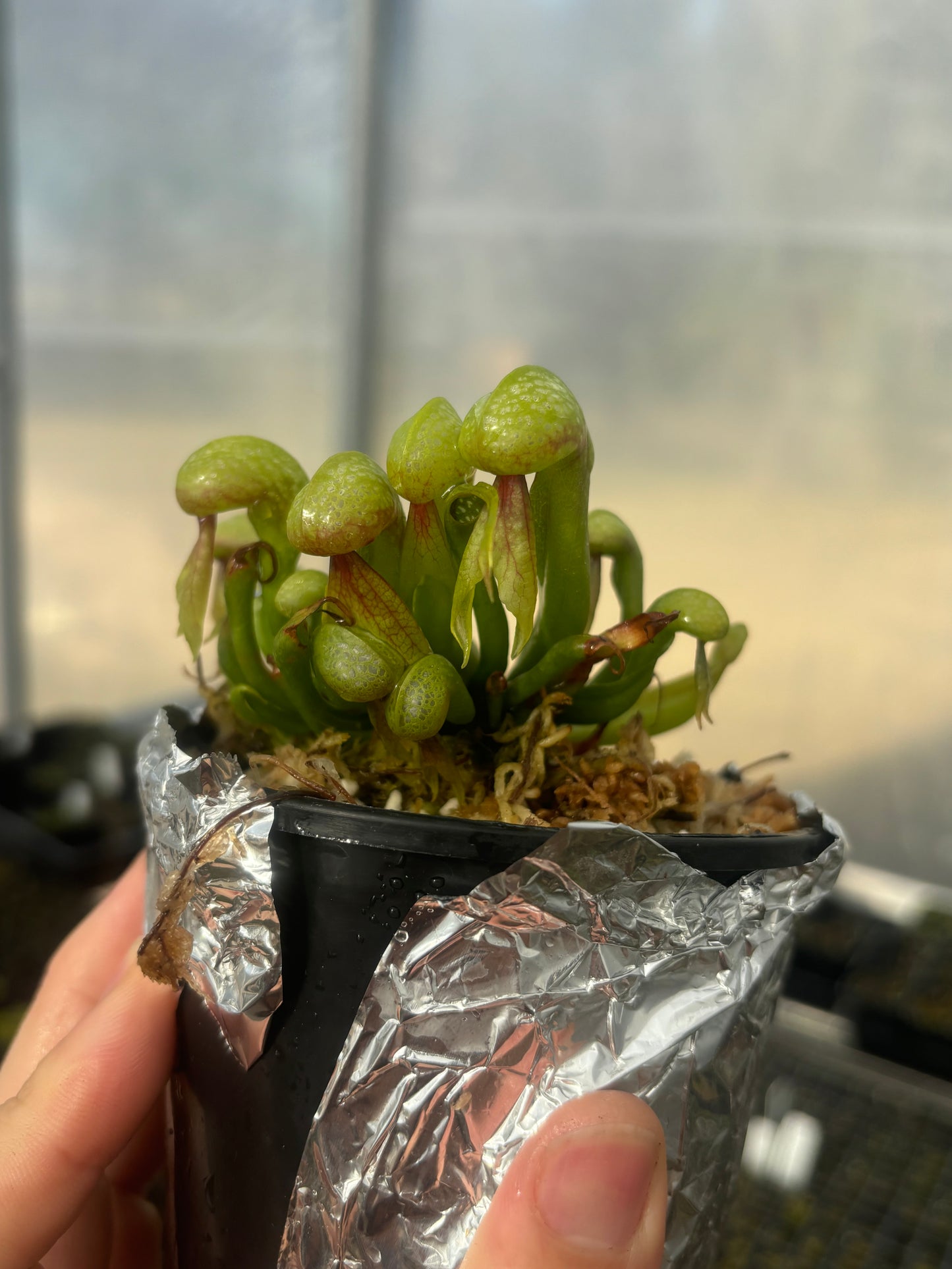 Darlingtonia californica (Cobra Lily)
