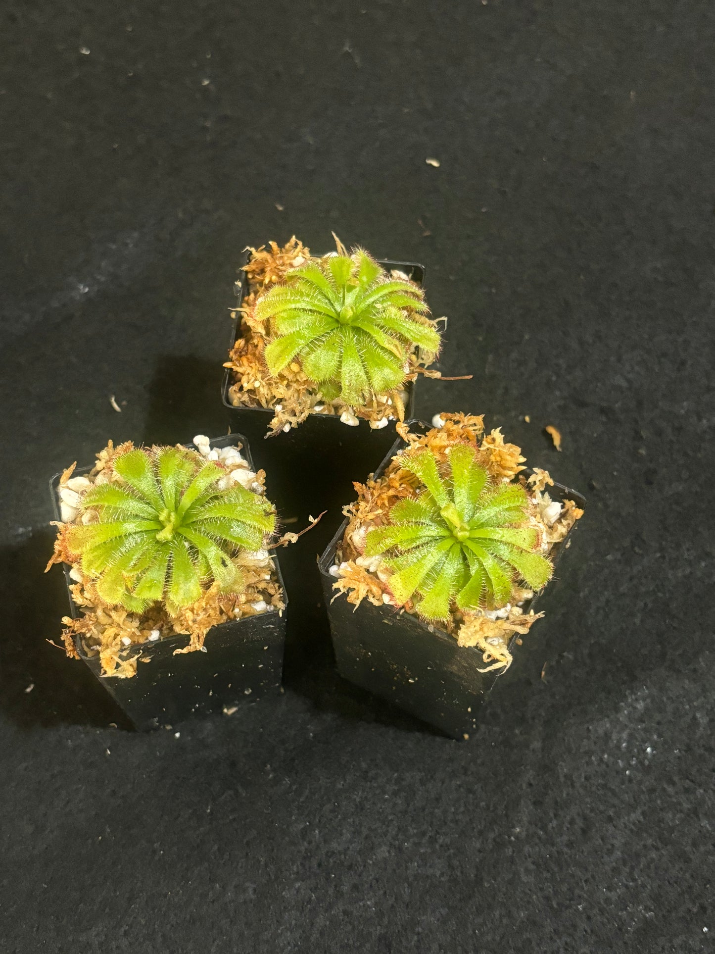 Drosera aliciae