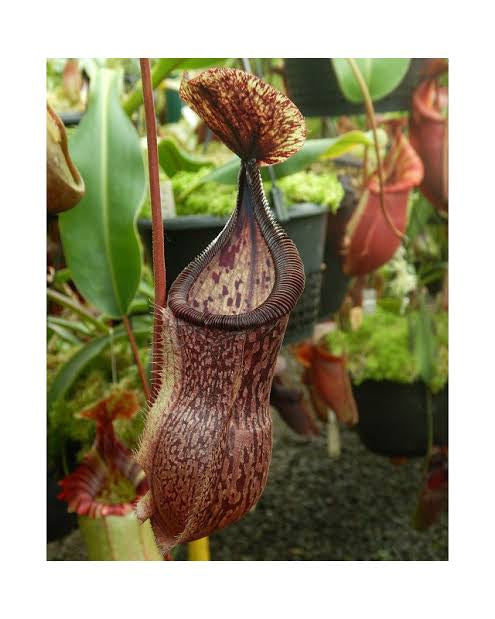 Nepenthes hamata x burbidgeae BE-4567