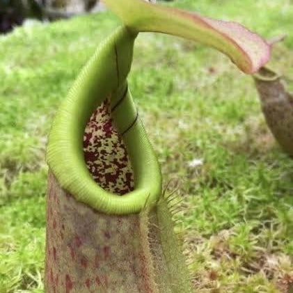 Nepenthes robcantleyi x merrlliana BE-4628