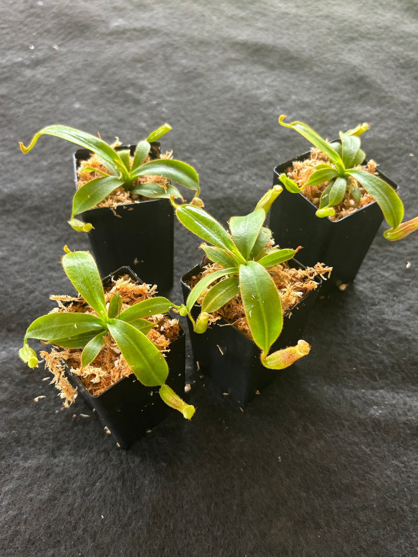 Nepenthes LVB x veitchii (K)