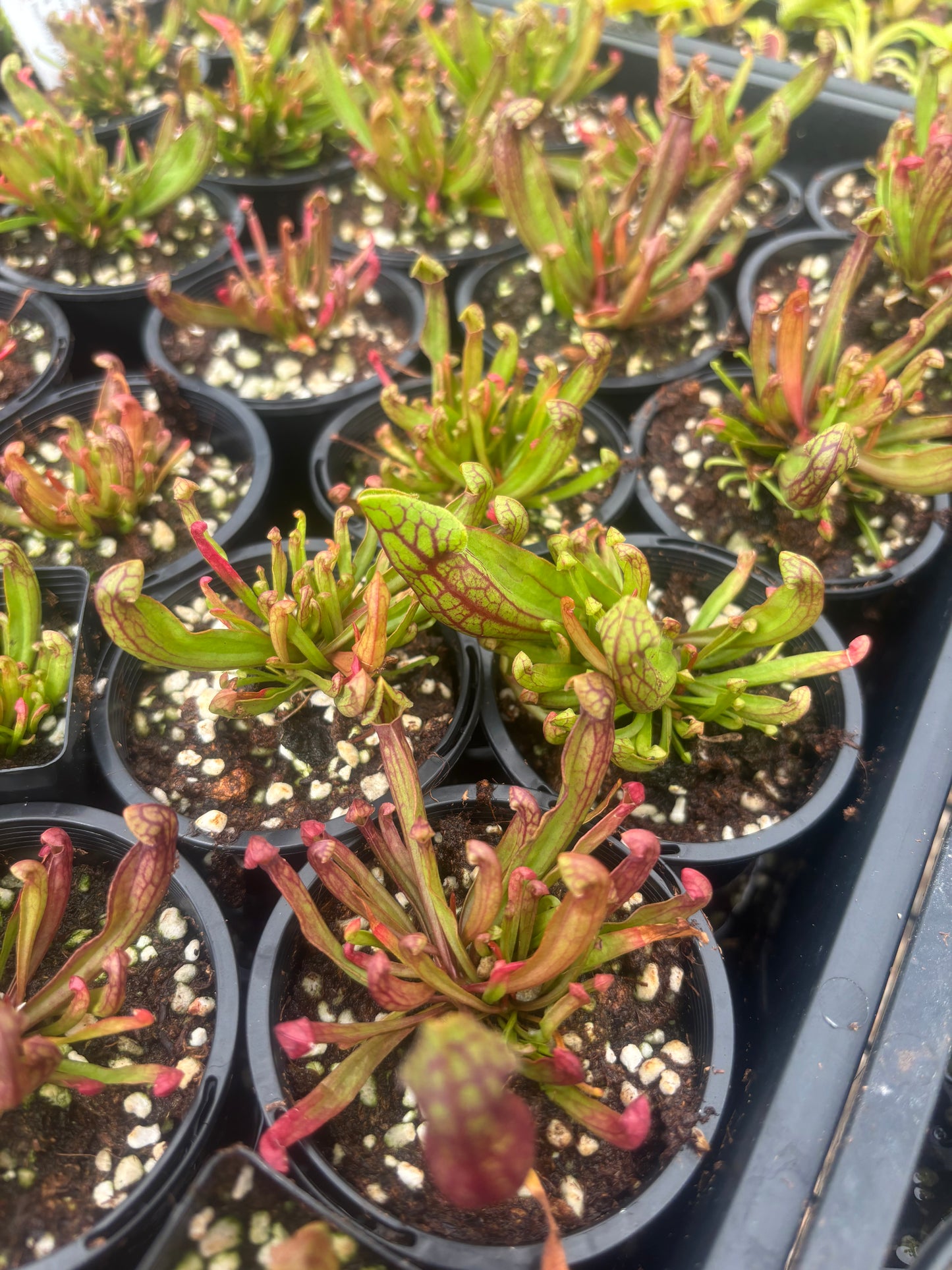 Sarracenia purpurea