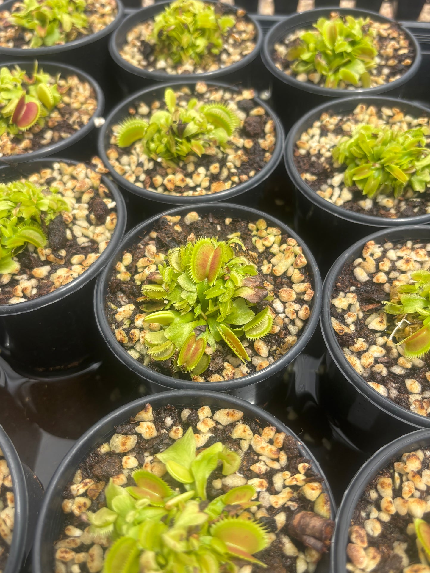 Dionaea muscipula “Variegata Gialla”