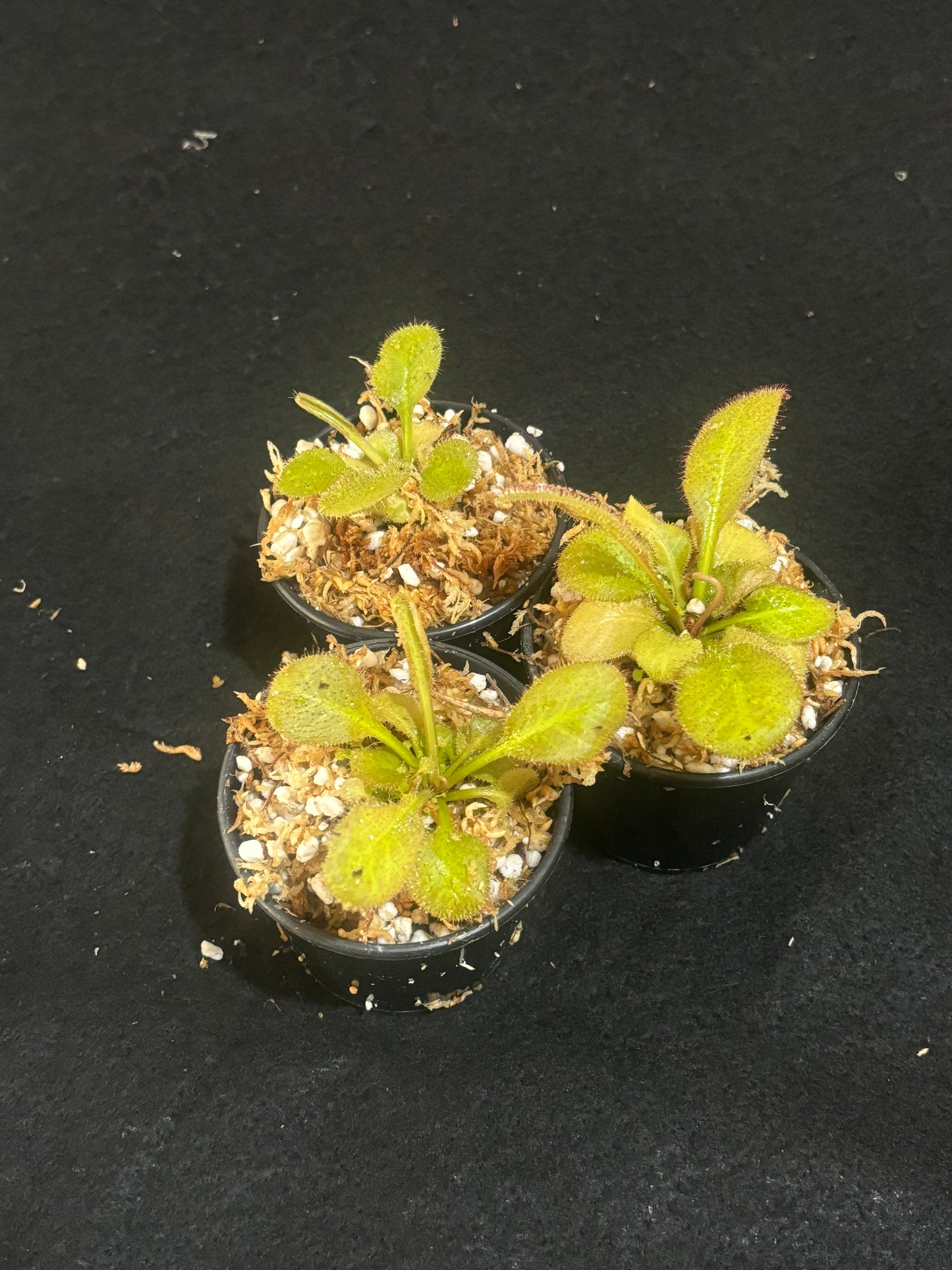Drosera prolifera x schizandra 'Andromeda'