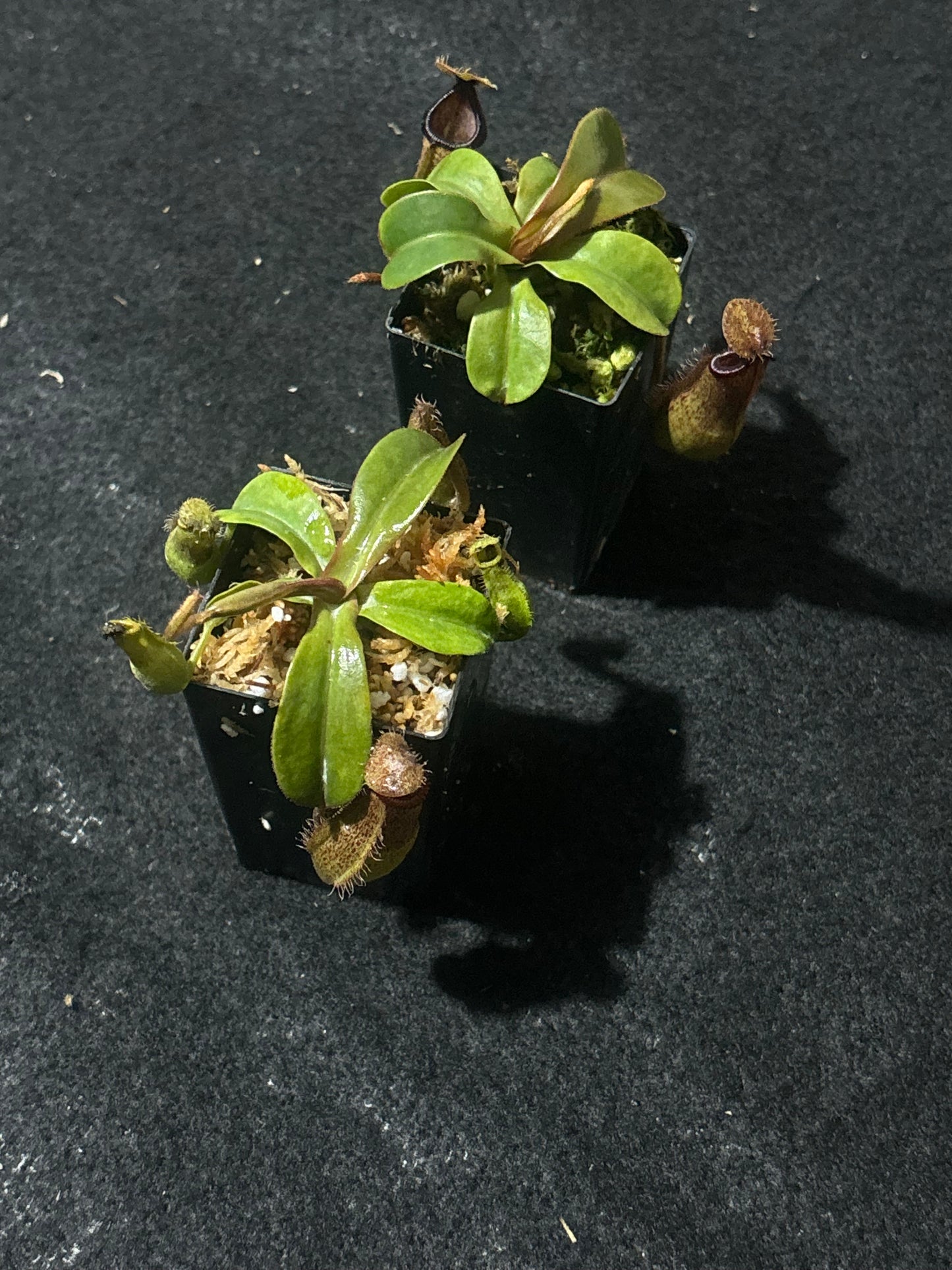 Nepenthes hamata x truncata