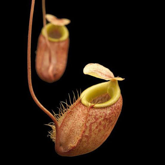 Nepenthes bellii