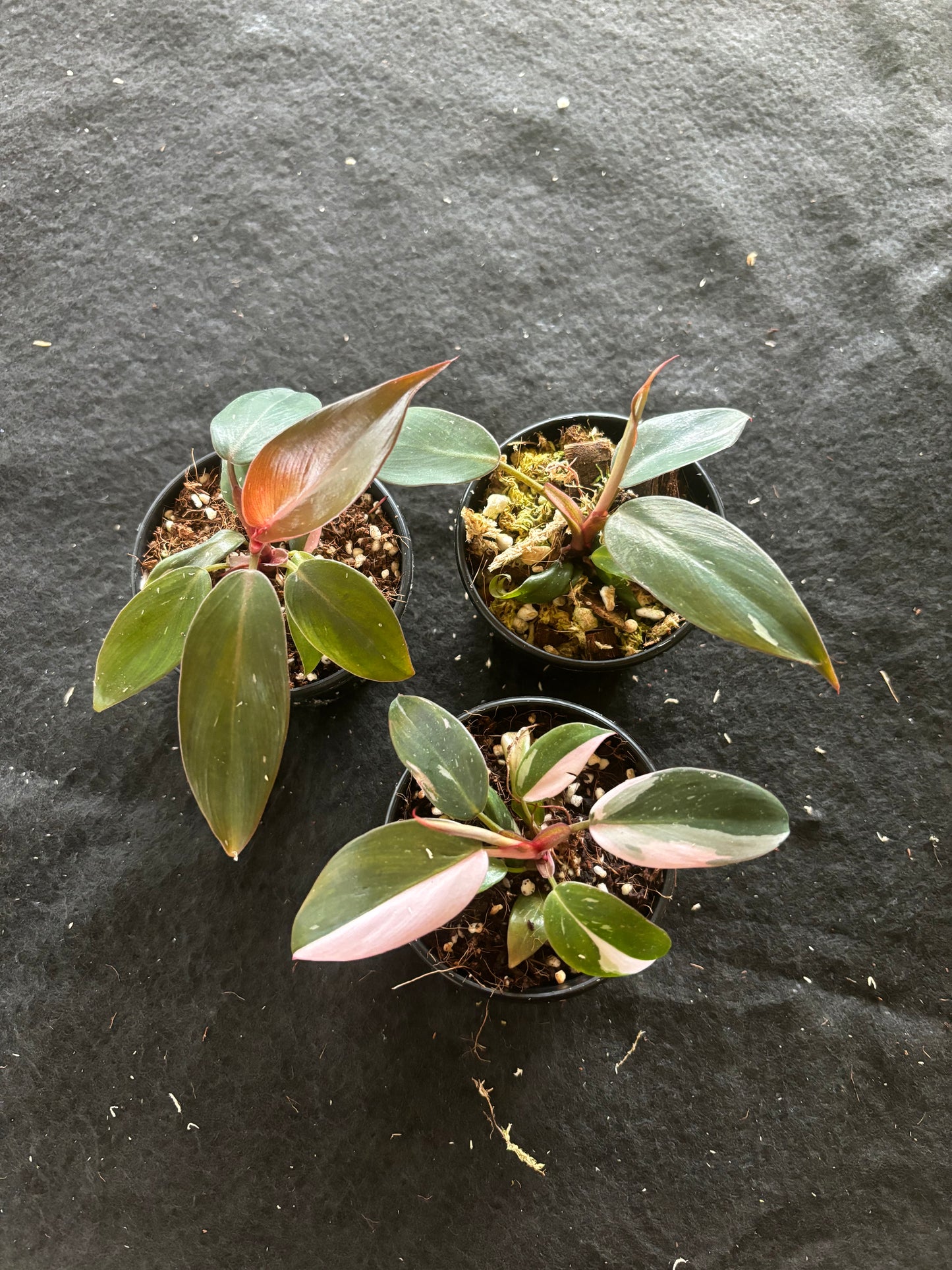 Philodendron pink princess