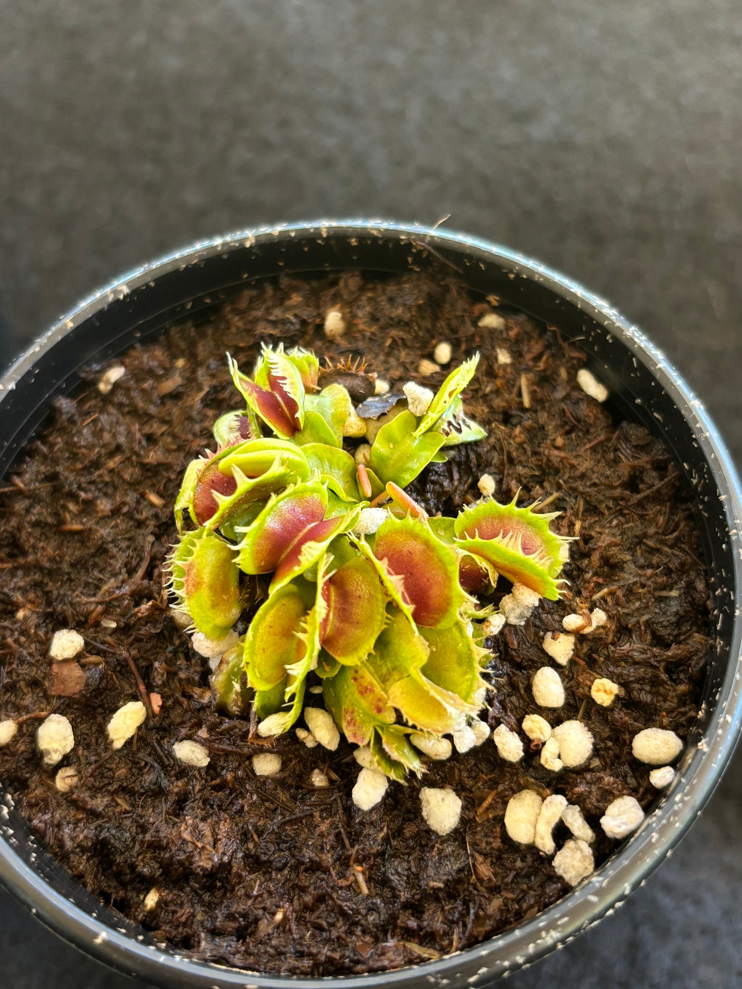 Dionaea fused teeth