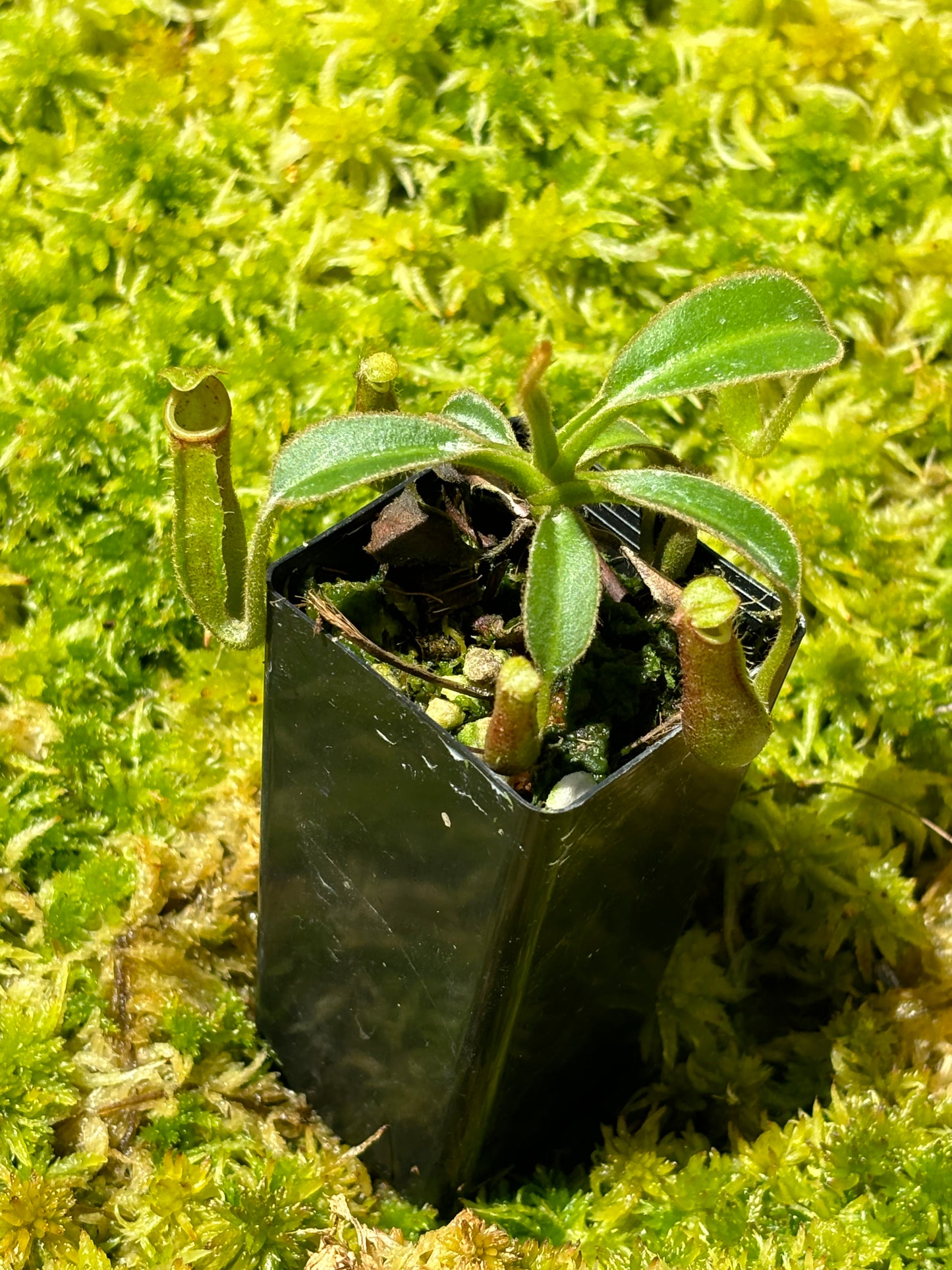 Nepenthes glandulifera x lowii SG