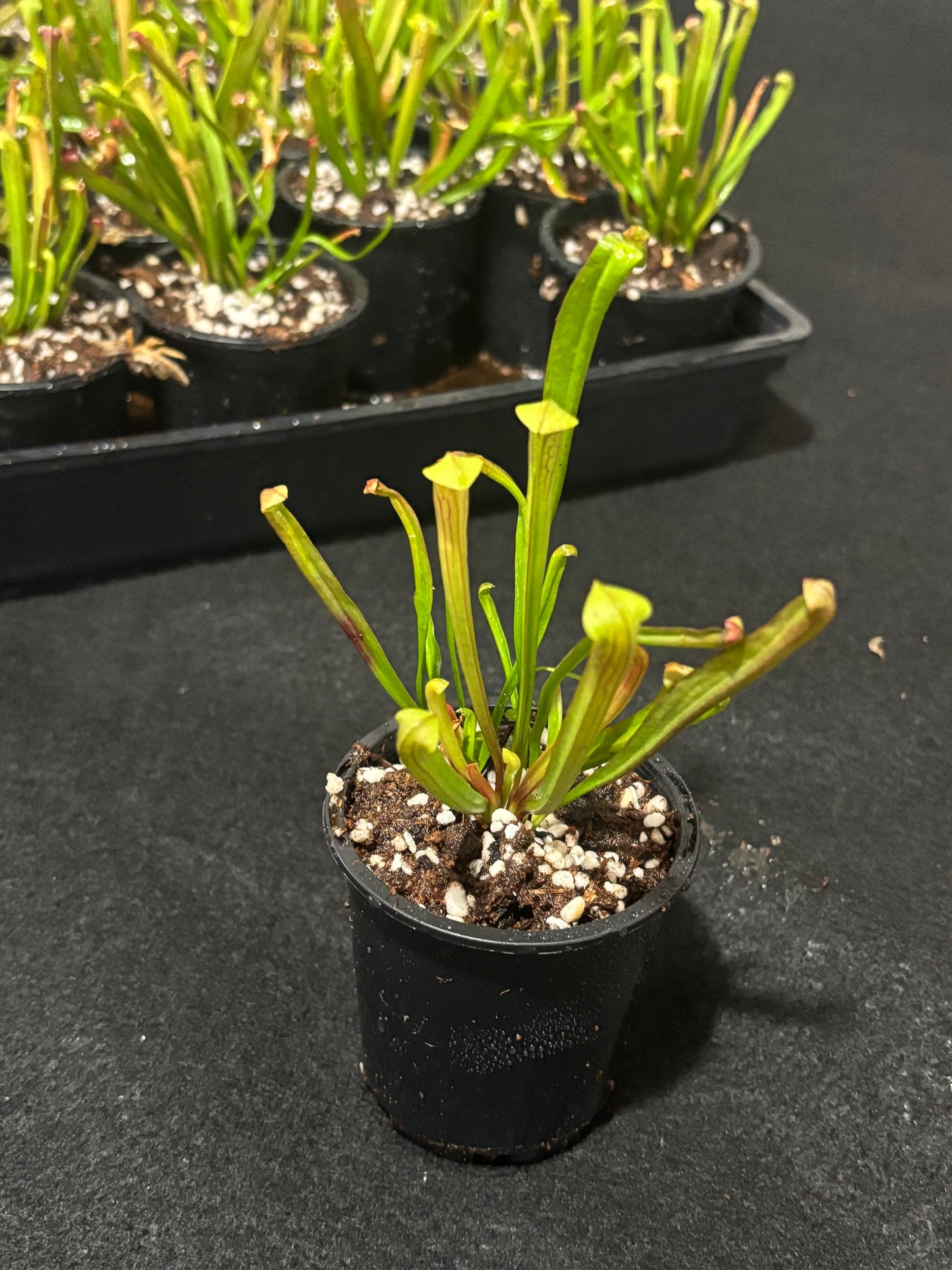 Sarracenia alata