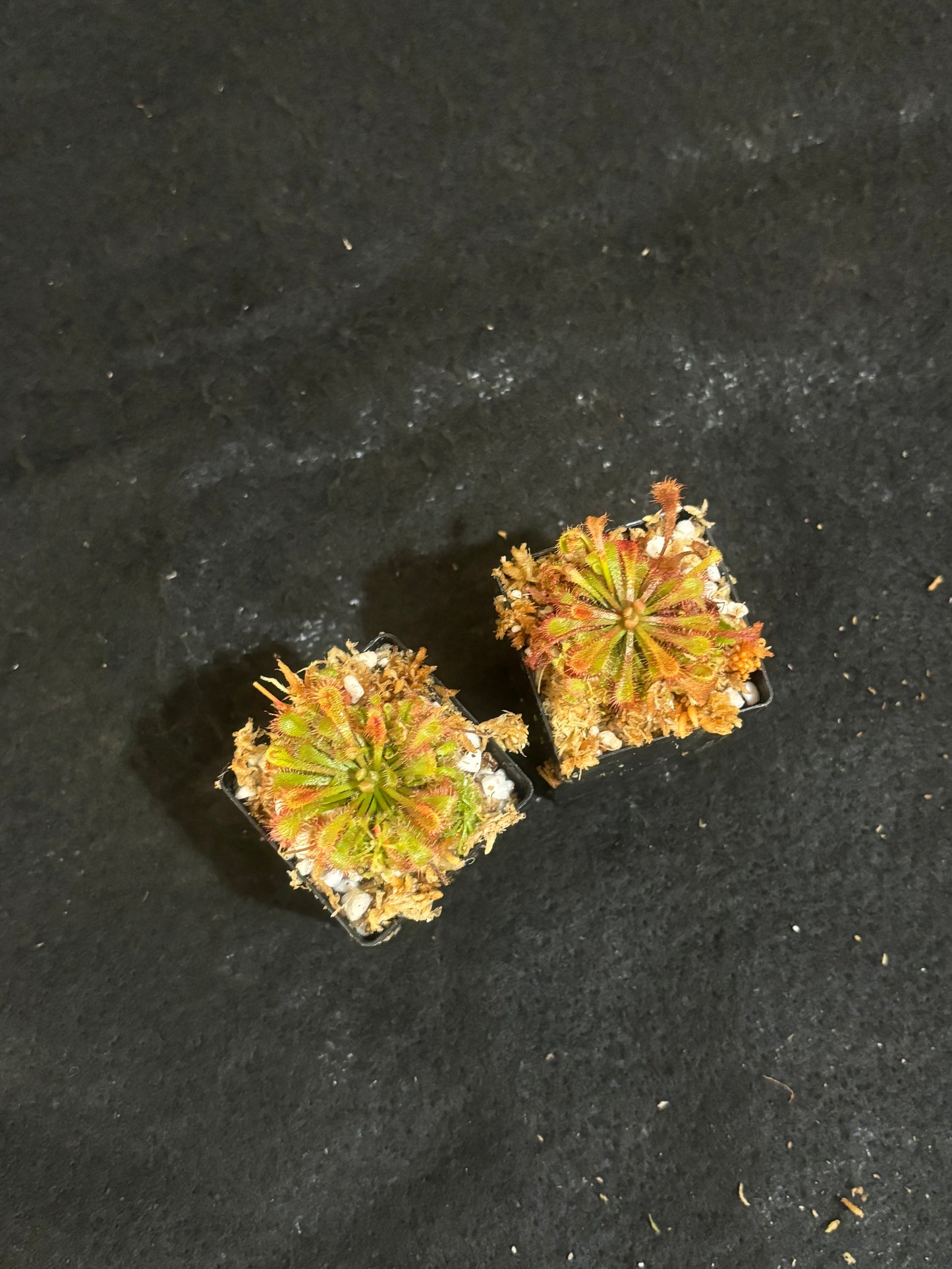 Drosera spatulata x ultramafica