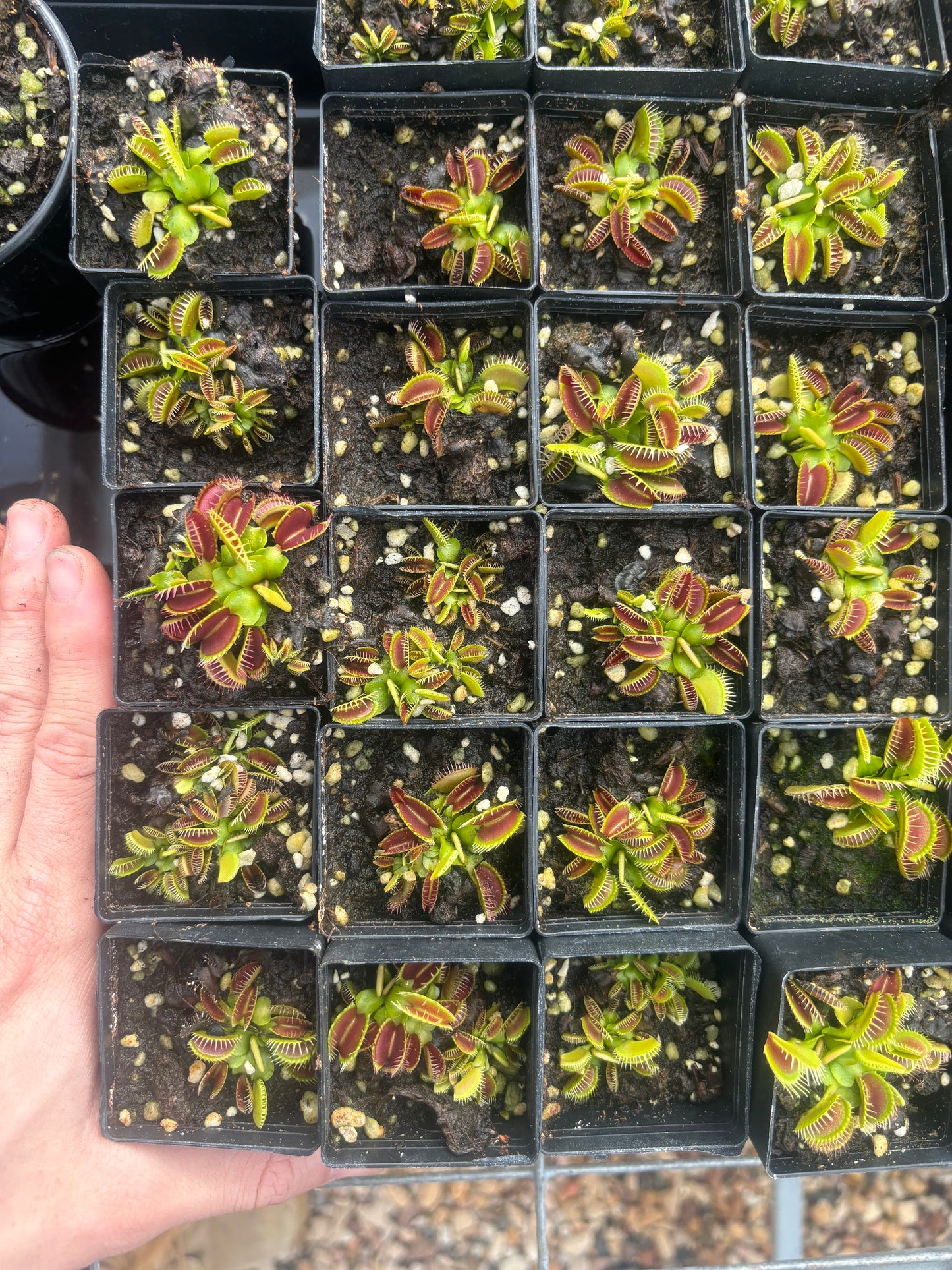 Dionaea muscipula 014#