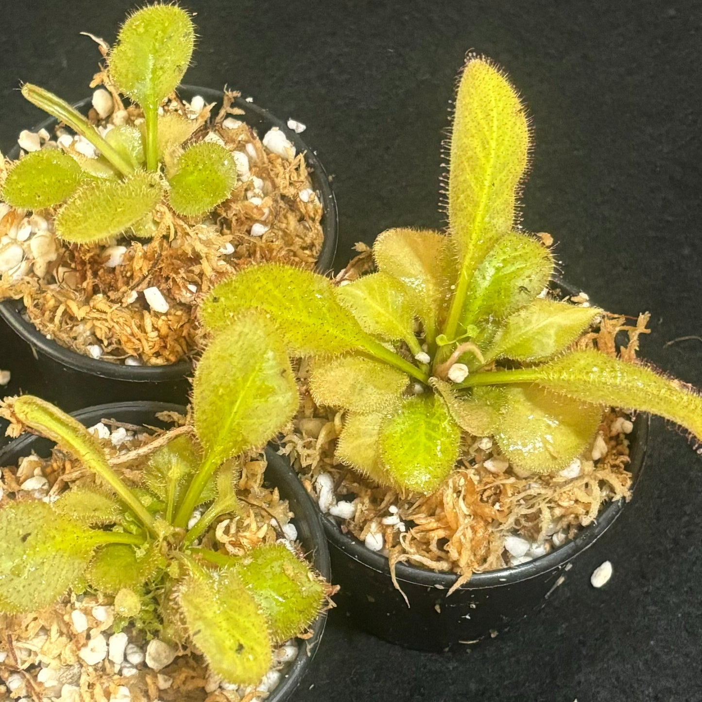 Drosera prolifera x schizandra 'Andromeda'