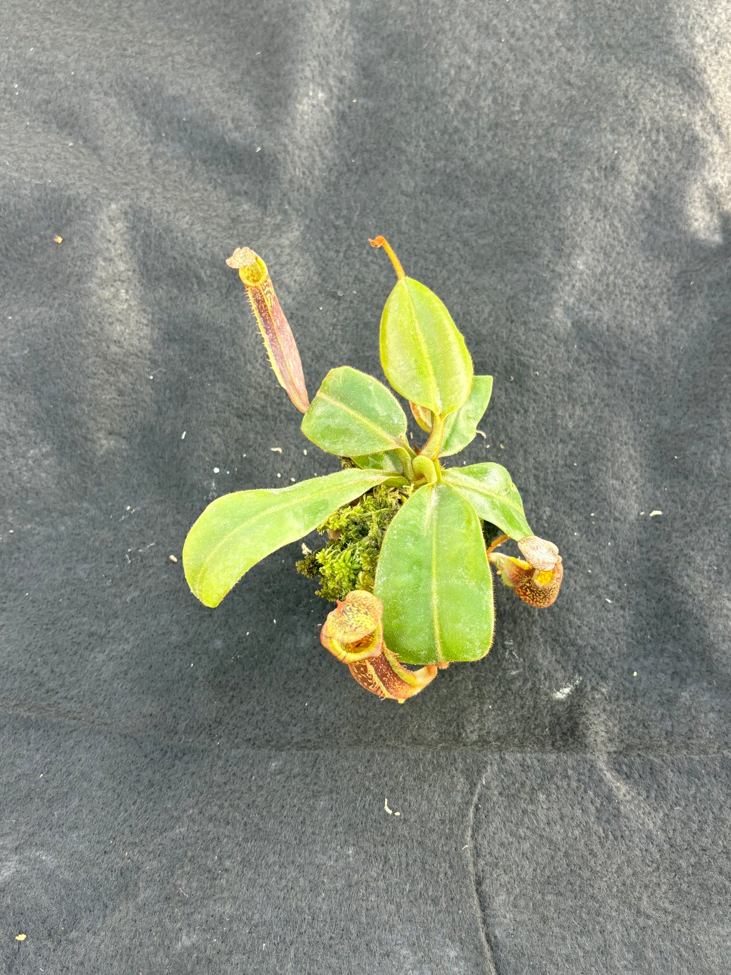 Nepenthes veitchii x platychila