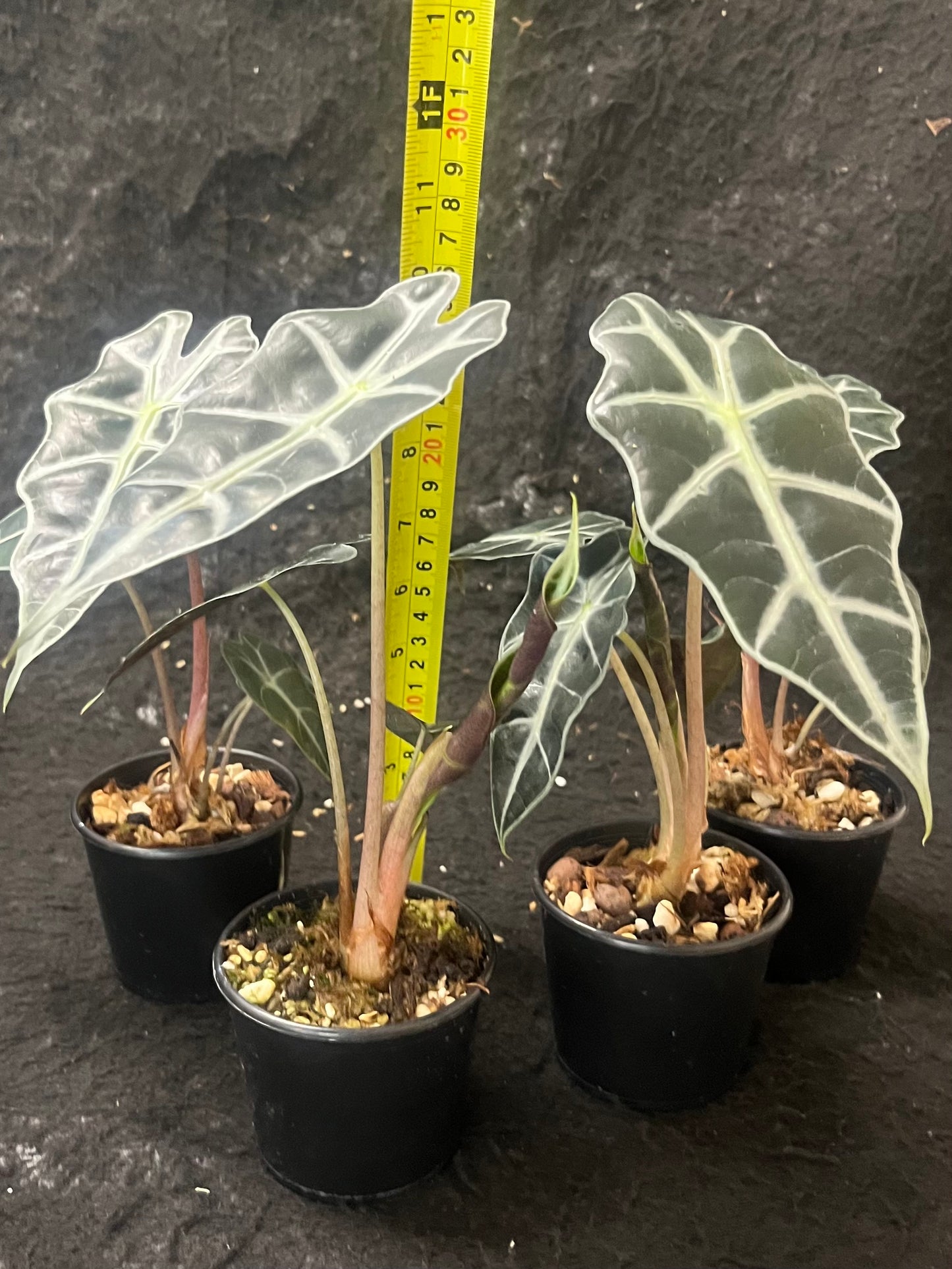Alocasia x amazonica Dwarf