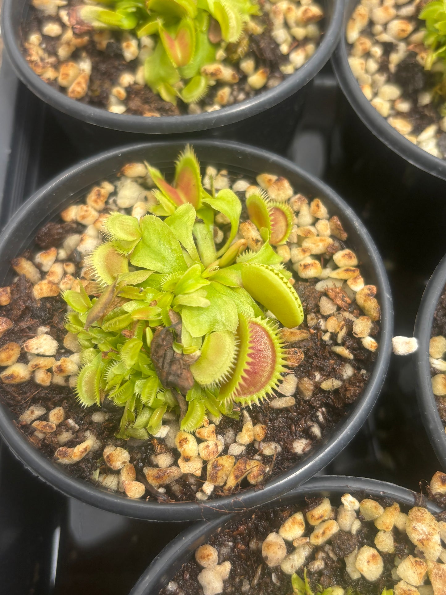Dionaea muscipula “Variegata Gialla”