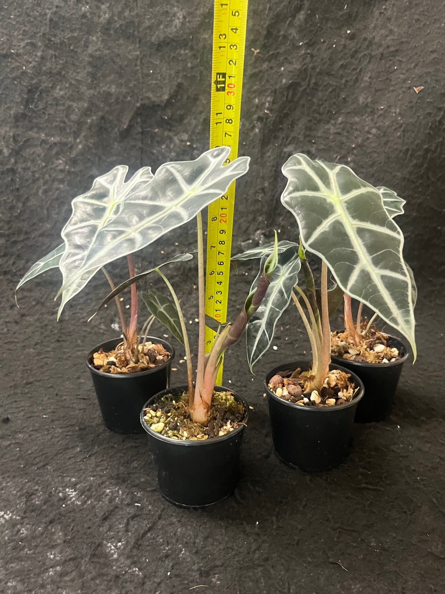 Alocasia x amazonica Dwarf