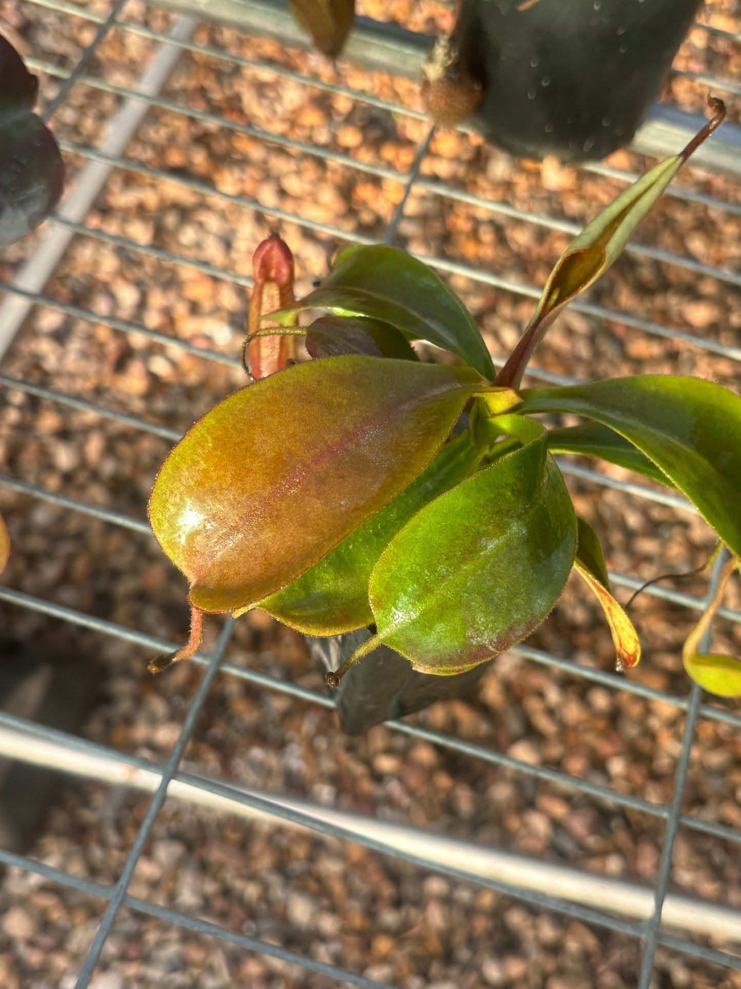 Nepenthes (veitchii x lowii) x spectabilis BE-3400