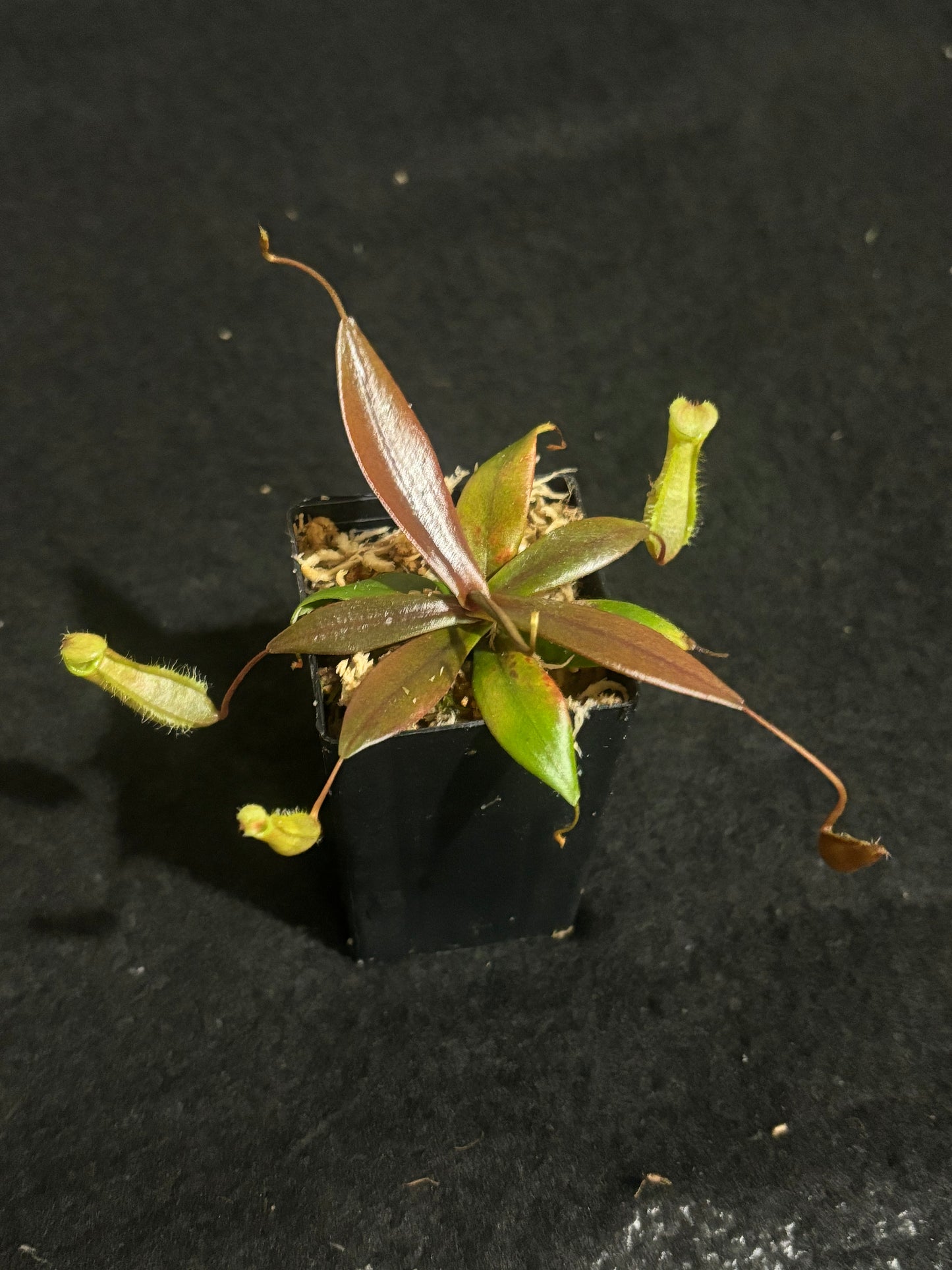 Nepenthes bellii