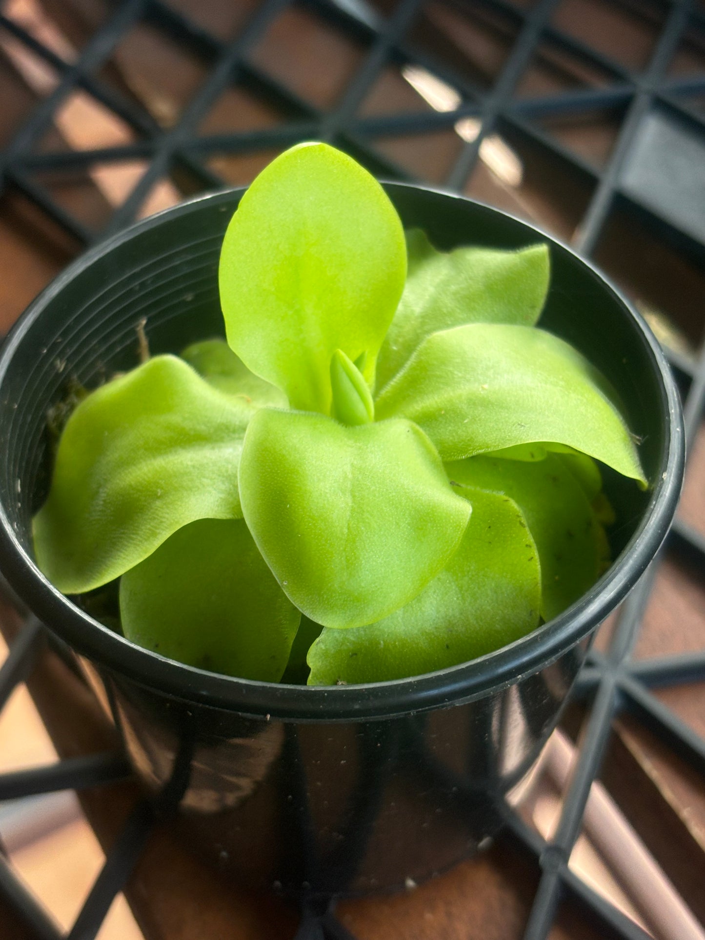 Pinguicula Tina