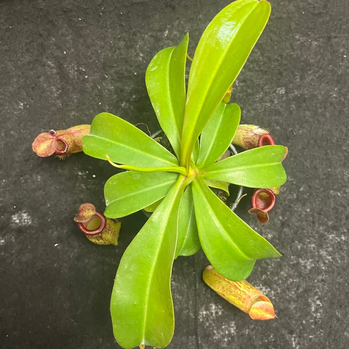 Nepenthes ventricosa x (maxima x talangensis) ‘Mimi's Kiss’